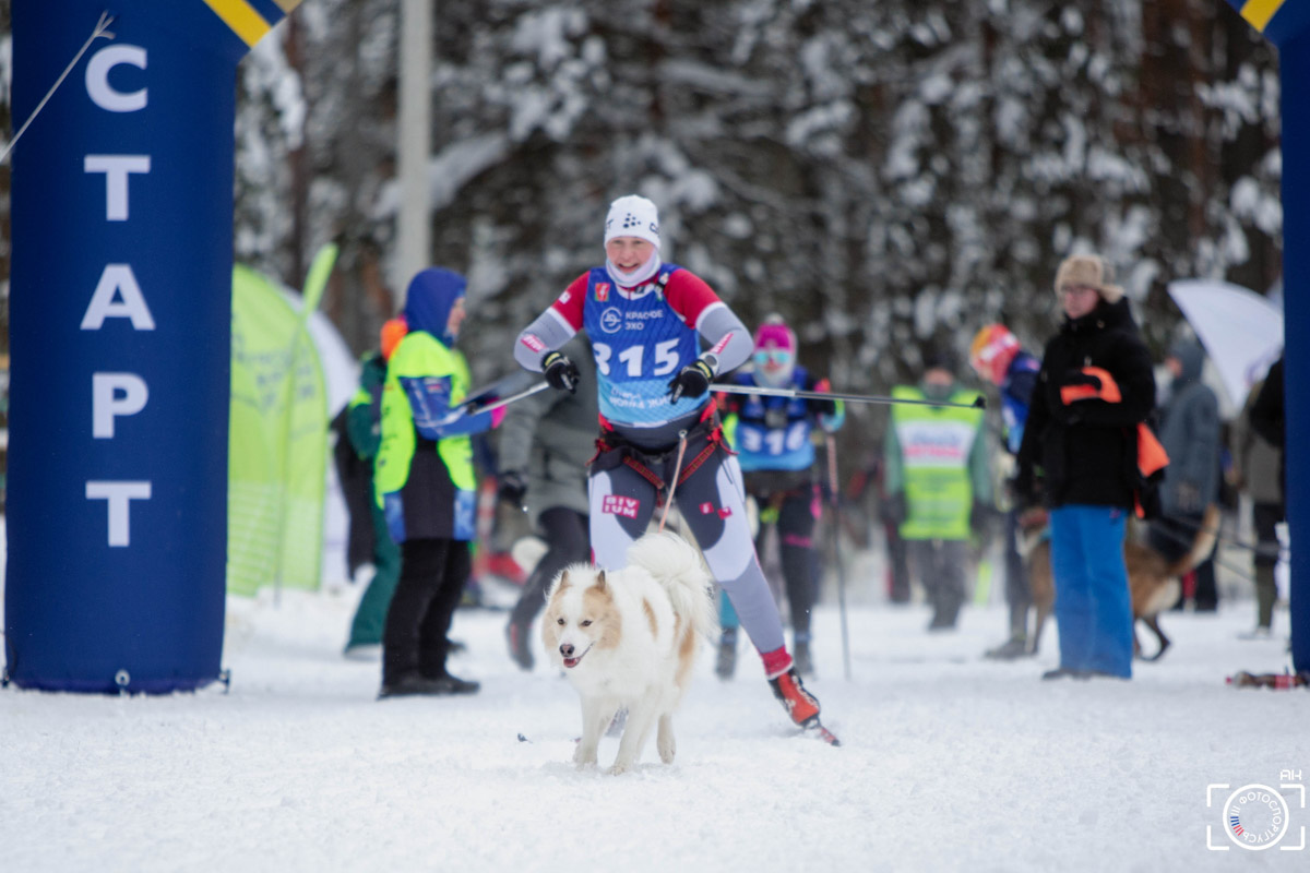 Поселок Красное Эхо Гусь-Хрустального района на три дня превратился, пожалуй, в самую дружелюбную точку на карте региона. А всё потому, что туда съехалось 500 хвостатых гонщиков из 12 регионов страны. На живописной трассе прошли традиционные соревнования «Семь вёрст… Crazy dog». Мохнатым спортсменам пришлось Преодолевать не только километры по заснеженному лесу, но и сильный мороз. Справились ли они? Рассказываем!