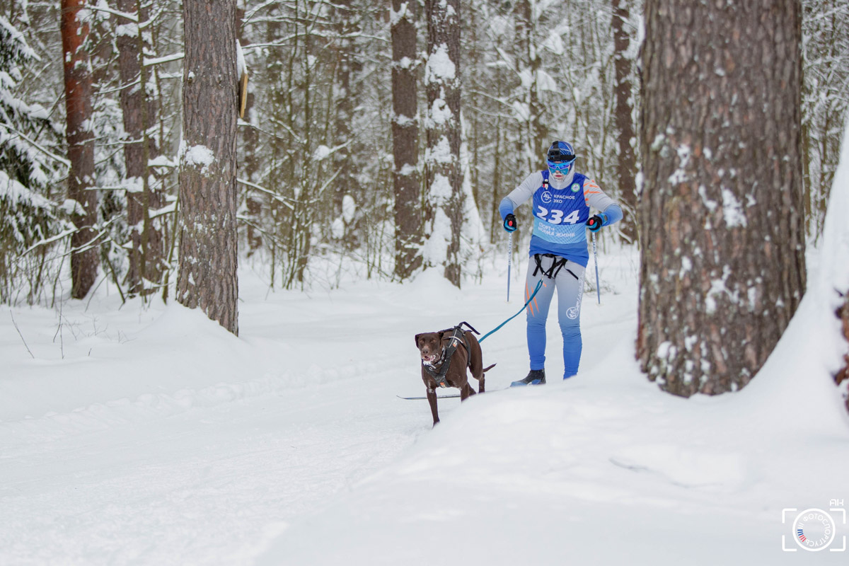 Поселок Красное Эхо Гусь-Хрустального района на три дня превратился, пожалуй, в самую дружелюбную точку на карте региона. А всё потому, что туда съехалось 500 хвостатых гонщиков из 12 регионов страны. На живописной трассе прошли традиционные соревнования «Семь вёрст… Crazy dog». Мохнатым спортсменам пришлось Преодолевать не только километры по заснеженному лесу, но и сильный мороз. Справились ли они? Рассказываем!