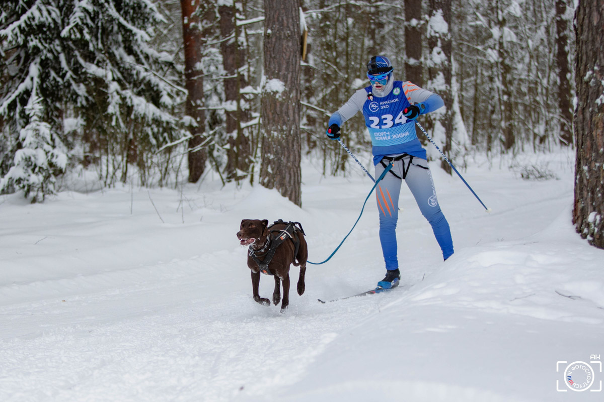Поселок Красное Эхо Гусь-Хрустального района на три дня превратился, пожалуй, в самую дружелюбную точку на карте региона. А всё потому, что туда съехалось 500 хвостатых гонщиков из 12 регионов страны. На живописной трассе прошли традиционные соревнования «Семь вёрст… Crazy dog». Мохнатым спортсменам пришлось Преодолевать не только километры по заснеженному лесу, но и сильный мороз. Справились ли они? Рассказываем!