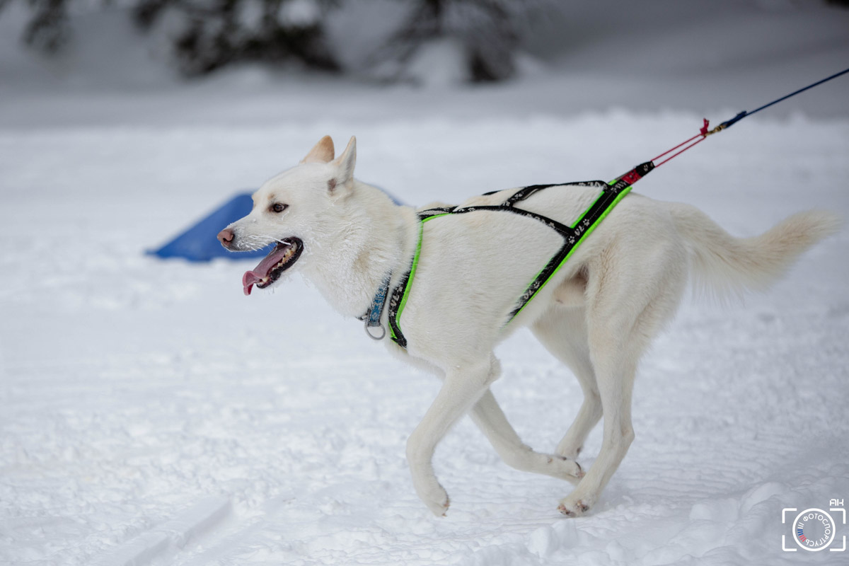 Поселок Красное Эхо Гусь-Хрустального района на три дня превратился, пожалуй, в самую дружелюбную точку на карте региона. А всё потому, что туда съехалось 500 хвостатых гонщиков из 12 регионов страны. На живописной трассе прошли традиционные соревнования «Семь вёрст… Crazy dog». Мохнатым спортсменам пришлось Преодолевать не только километры по заснеженному лесу, но и сильный мороз. Справились ли они? Рассказываем!