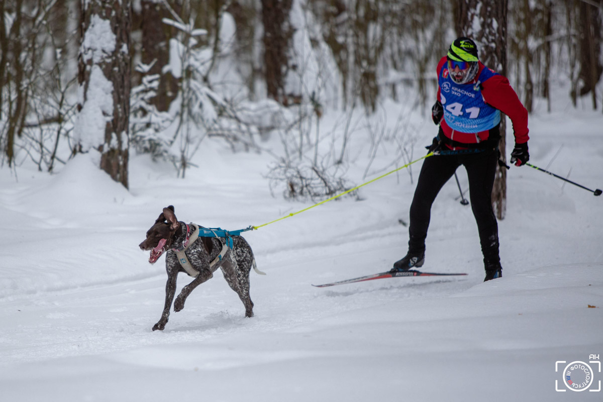 Поселок Красное Эхо Гусь-Хрустального района на три дня превратился, пожалуй, в самую дружелюбную точку на карте региона. А всё потому, что туда съехалось 500 хвостатых гонщиков из 12 регионов страны. На живописной трассе прошли традиционные соревнования «Семь вёрст… Crazy dog». Мохнатым спортсменам пришлось Преодолевать не только километры по заснеженному лесу, но и сильный мороз. Справились ли они? Рассказываем!