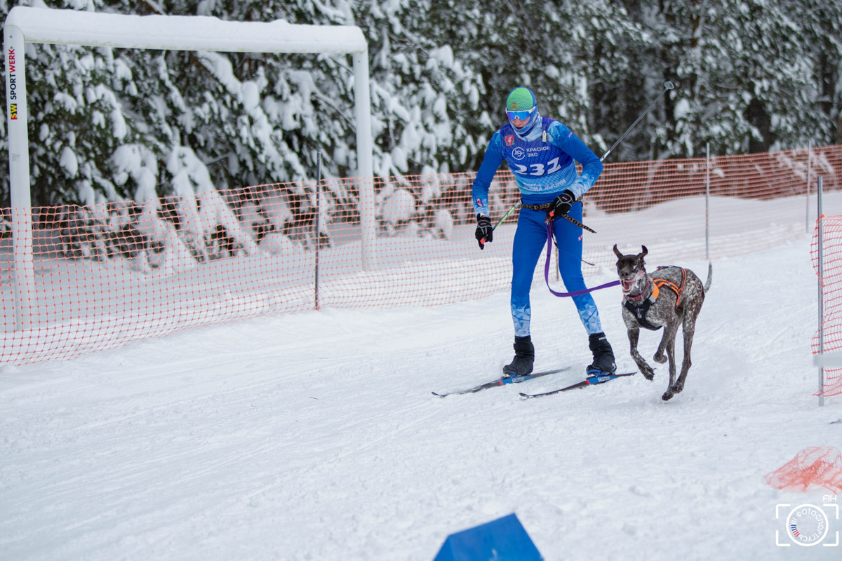 Поселок Красное Эхо Гусь-Хрустального района на три дня превратился, пожалуй, в самую дружелюбную точку на карте региона. А всё потому, что туда съехалось 500 хвостатых гонщиков из 12 регионов страны. На живописной трассе прошли традиционные соревнования «Семь вёрст… Crazy dog». Мохнатым спортсменам пришлось Преодолевать не только километры по заснеженному лесу, но и сильный мороз. Справились ли они? Рассказываем!