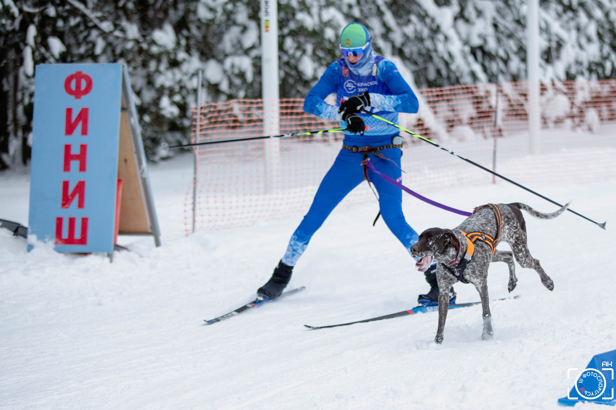 Поселок Красное Эхо Гусь-Хрустального района на три дня превратился, пожалуй, в самую дружелюбную точку на карте региона. А всё потому, что туда съехалось 500 хвостатых гонщиков из 12 регионов страны. На живописной трассе прошли традиционные соревнования «Семь вёрст… Crazy dog». Мохнатым спортсменам пришлось Преодолевать не только километры по заснеженному лесу, но и сильный мороз. Справились ли они? Рассказываем!