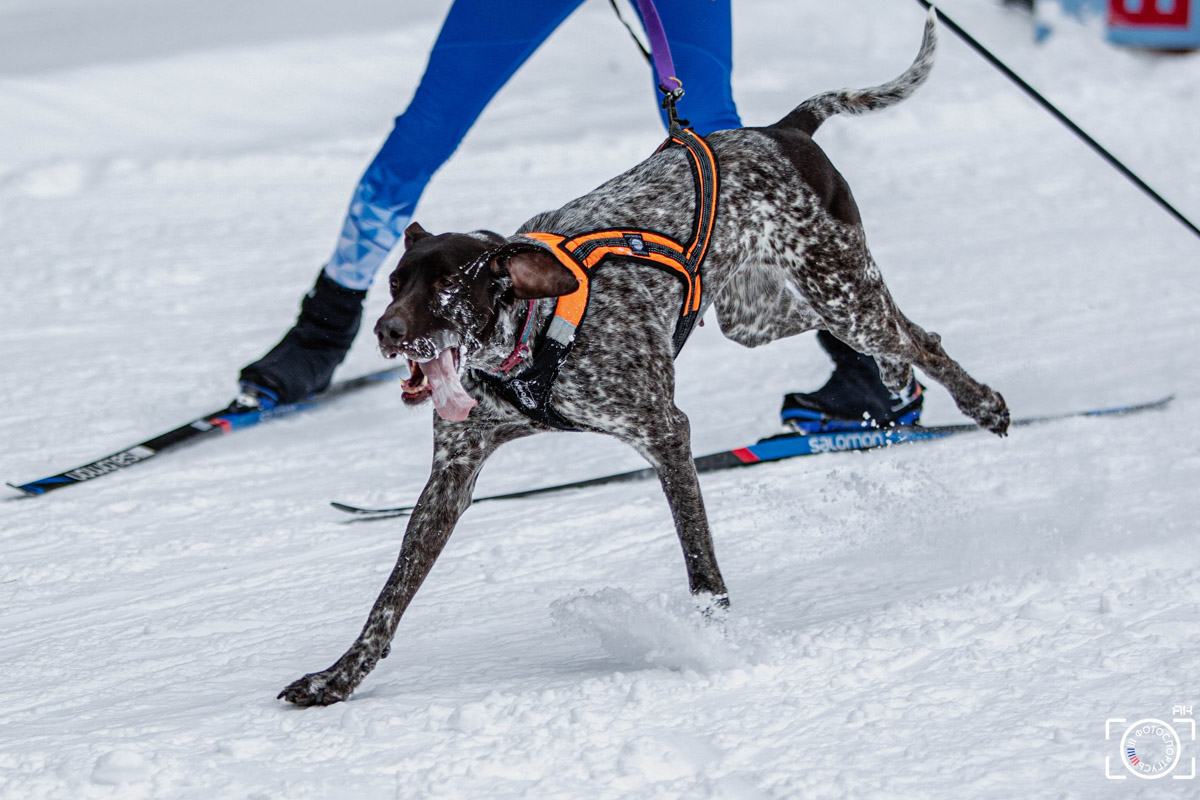Поселок Красное Эхо Гусь-Хрустального района на три дня превратился, пожалуй, в самую дружелюбную точку на карте региона. А всё потому, что туда съехалось 500 хвостатых гонщиков из 12 регионов страны. На живописной трассе прошли традиционные соревнования «Семь вёрст… Crazy dog». Мохнатым спортсменам пришлось Преодолевать не только километры по заснеженному лесу, но и сильный мороз. Справились ли они? Рассказываем!
