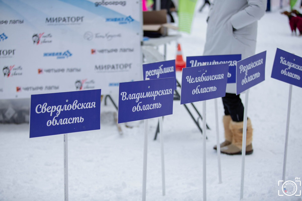 Поселок Красное Эхо Гусь-Хрустального района на три дня превратился, пожалуй, в самую дружелюбную точку на карте региона. А всё потому, что туда съехалось 500 хвостатых гонщиков из 12 регионов страны. На живописной трассе прошли традиционные соревнования «Семь вёрст… Crazy dog». Мохнатым спортсменам пришлось Преодолевать не только километры по заснеженному лесу, но и сильный мороз. Справились ли они? Рассказываем!
