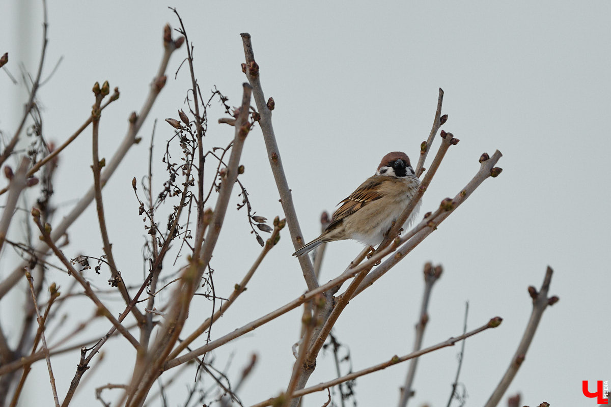 Внимание! По всей стране стартовала перепись… воробьев! Звучит как шутка, но подобное мероприятие проходит уже не первый год и каждый раз активно обсуждается в социальных сетях. «Ключ-Медиа» не мог пройти мимо и выяснил подробности об учете пернатых.