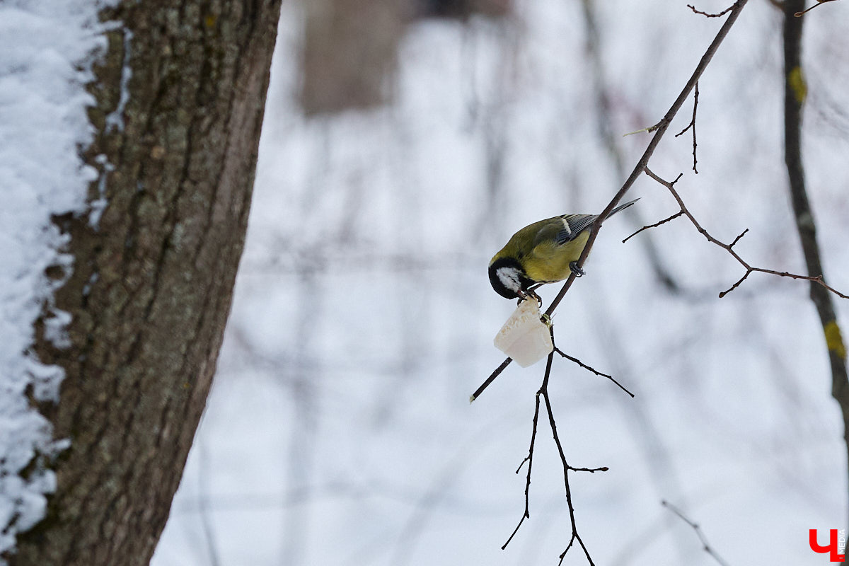 Внимание! По всей стране стартовала перепись… воробьев! Звучит как шутка, но подобное мероприятие проходит уже не первый год и каждый раз активно обсуждается в социальных сетях. «Ключ-Медиа» не мог пройти мимо и выяснил подробности об учете пернатых.
