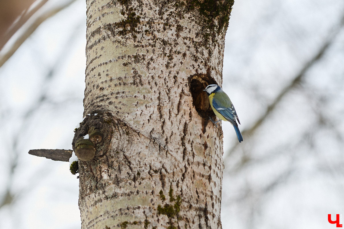 Внимание! По всей стране стартовала перепись… воробьев! Звучит как шутка, но подобное мероприятие проходит уже не первый год и каждый раз активно обсуждается в социальных сетях. «Ключ-Медиа» не мог пройти мимо и выяснил подробности об учете пернатых.