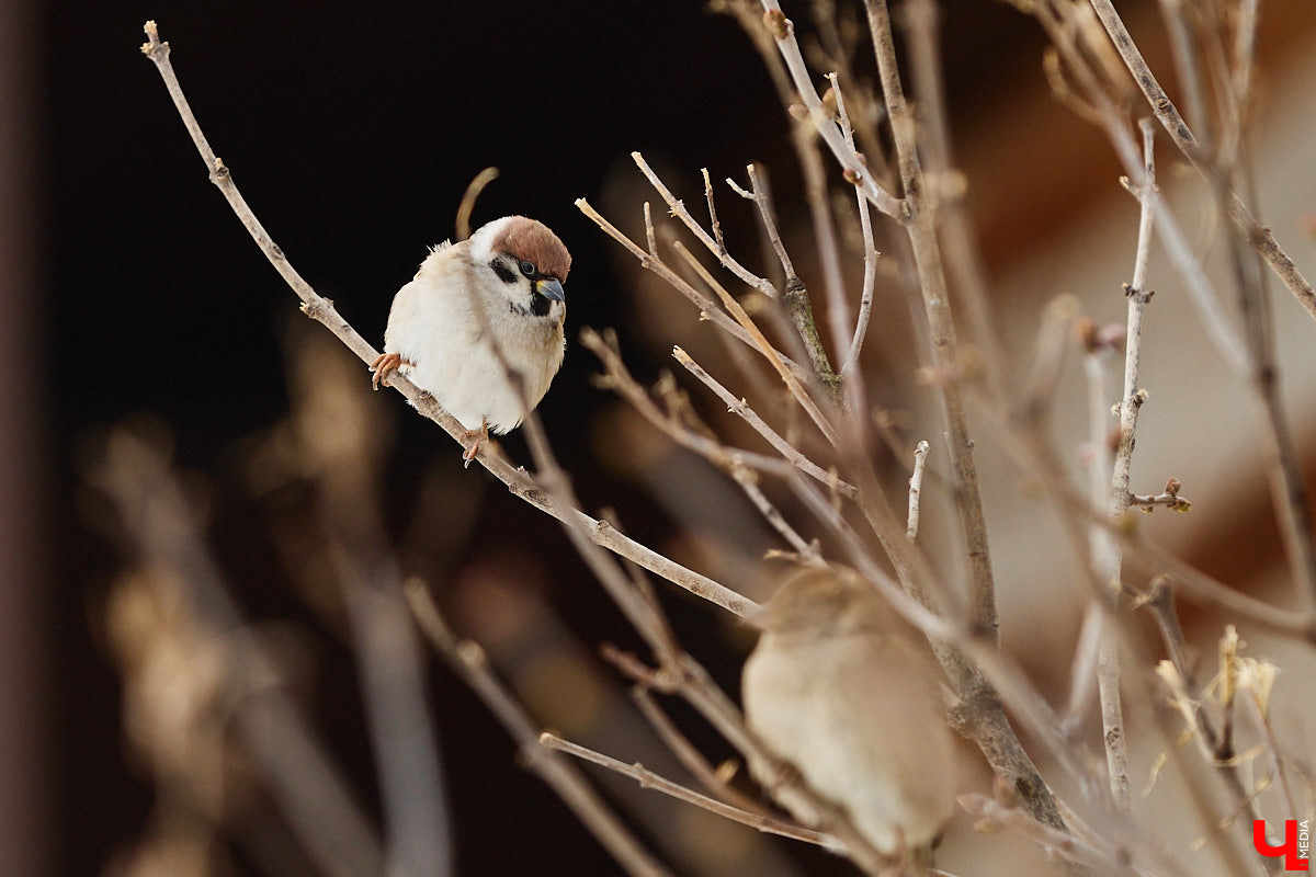 Внимание! По всей стране стартовала перепись… воробьев! Звучит как шутка, но подобное мероприятие проходит уже не первый год и каждый раз активно обсуждается в социальных сетях. «Ключ-Медиа» не мог пройти мимо и выяснил подробности об учете пернатых.