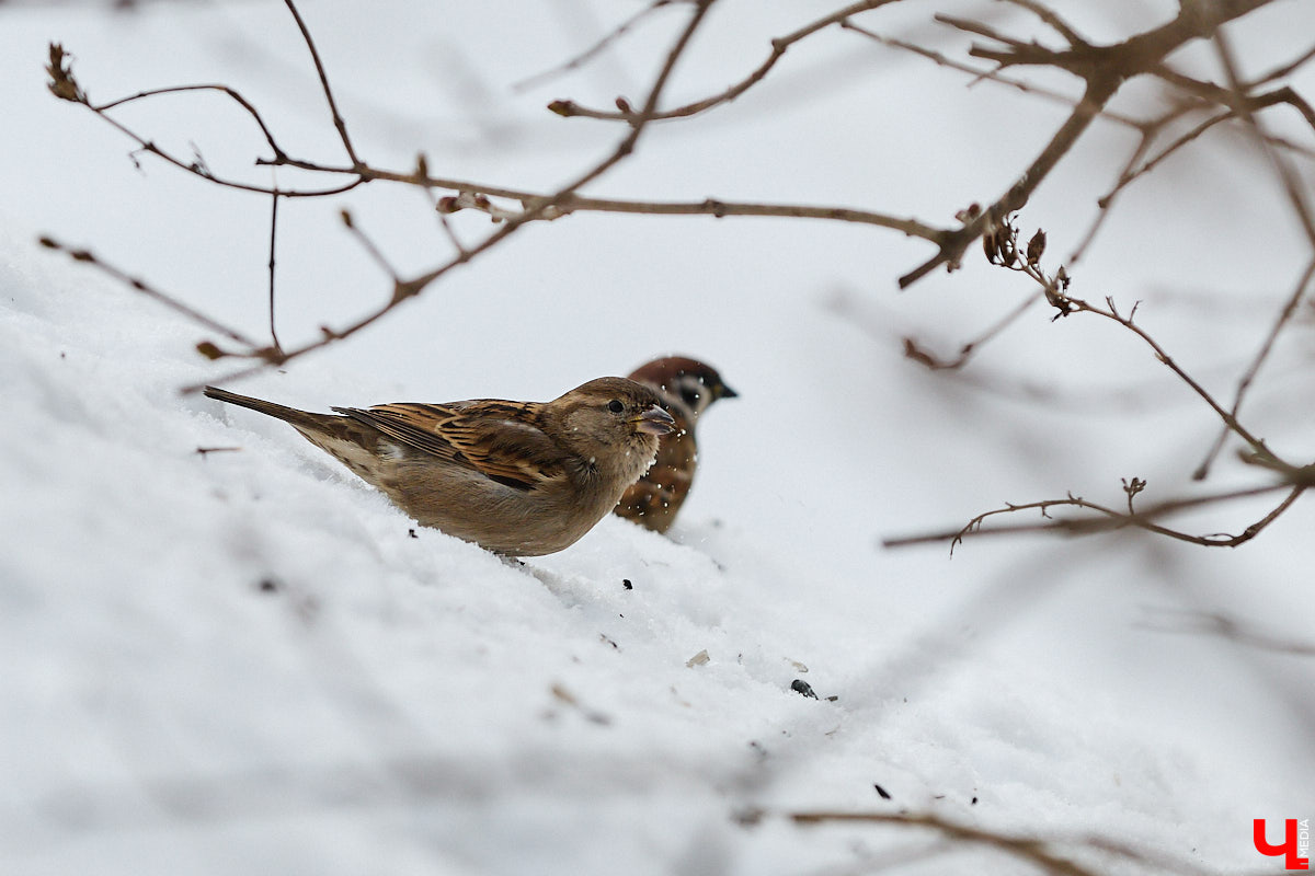 Внимание! По всей стране стартовала перепись… воробьев! Звучит как шутка, но подобное мероприятие проходит уже не первый год и каждый раз активно обсуждается в социальных сетях. «Ключ-Медиа» не мог пройти мимо и выяснил подробности об учете пернатых.