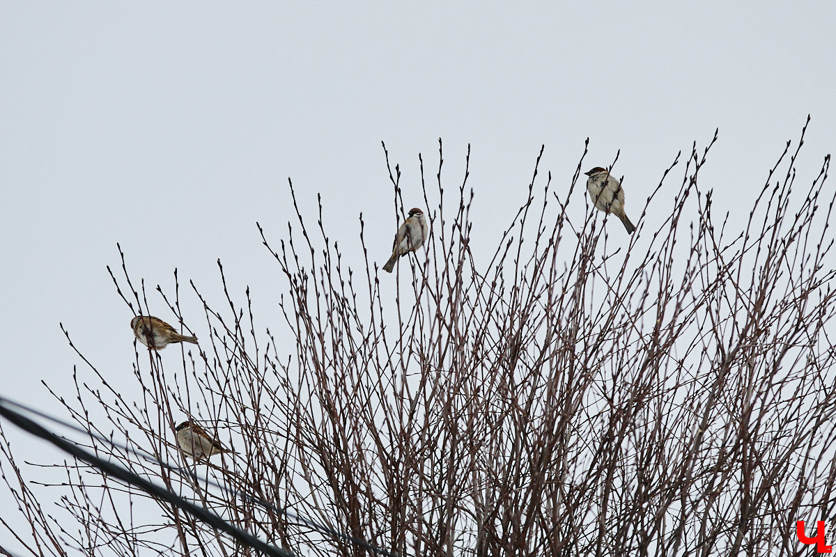 Внимание! По всей стране стартовала перепись… воробьев! Звучит как шутка, но подобное мероприятие проходит уже не первый год и каждый раз активно обсуждается в социальных сетях. «Ключ-Медиа» не мог пройти мимо и выяснил подробности об учете пернатых.