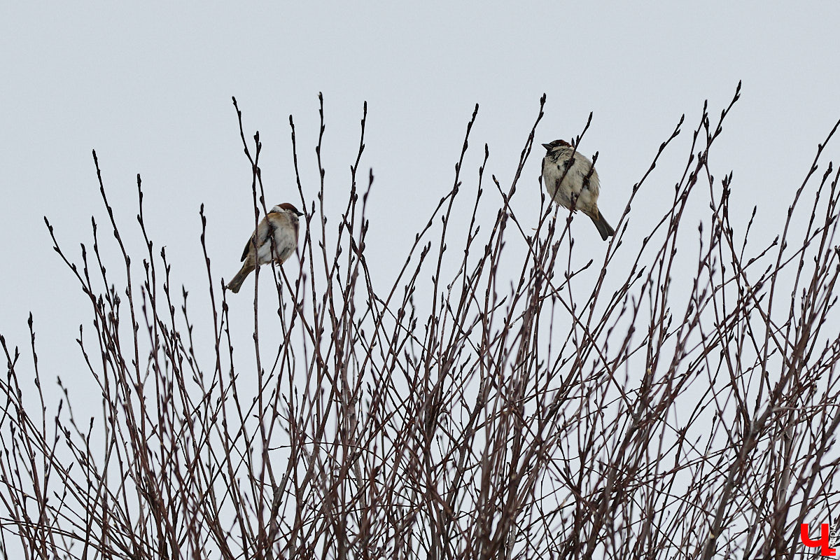 Внимание! По всей стране стартовала перепись… воробьев! Звучит как шутка, но подобное мероприятие проходит уже не первый год и каждый раз активно обсуждается в социальных сетях. «Ключ-Медиа» не мог пройти мимо и выяснил подробности об учете пернатых.