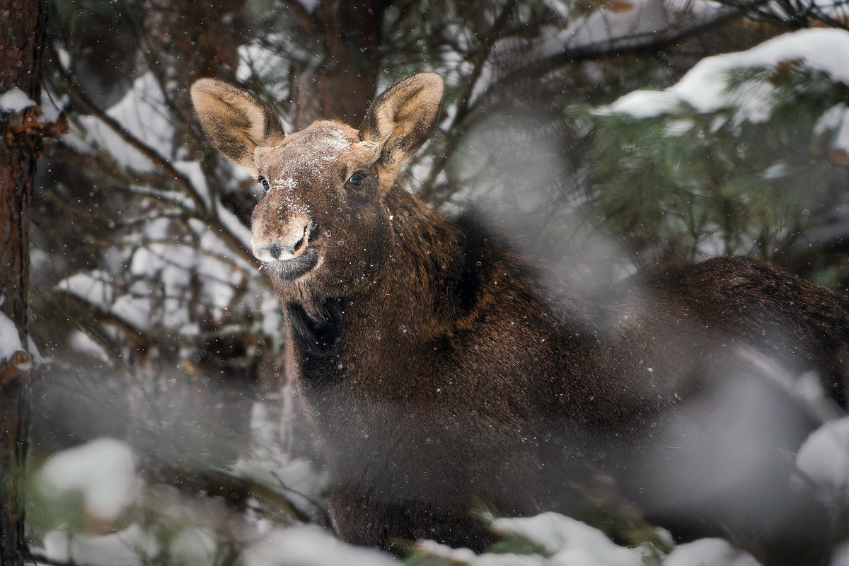 Владимирские фотоохотники не теряют времени зря. С объективом в руках они бродят по заснеженным паркам, городским улочкам и лесным тропам, чтобы порадовать своих подписчиков забавными снимками зверушек в их естественной среде обитания. «Ключ-Медиа» собрал самые интересные кадры.