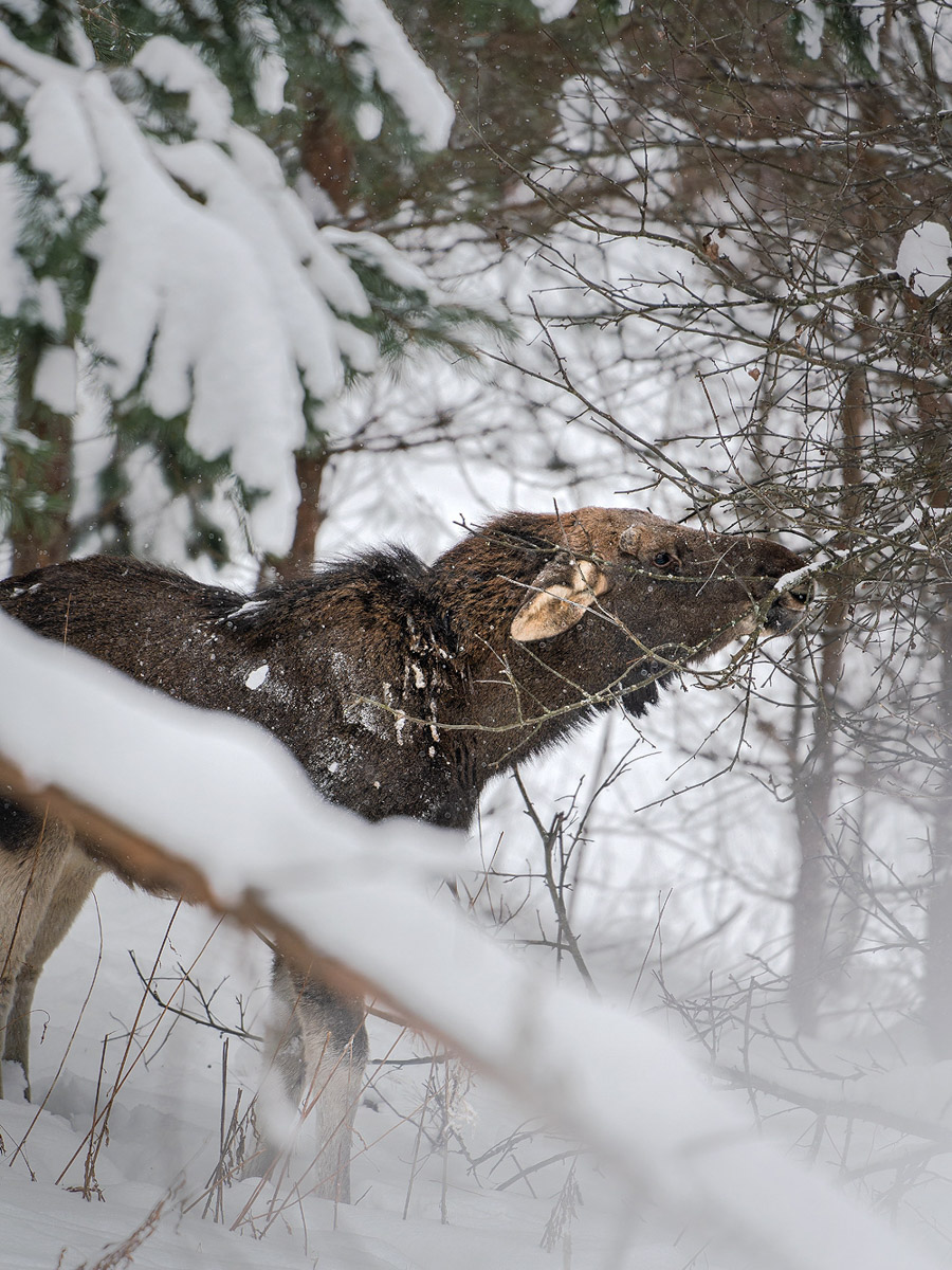 Владимирские фотоохотники не теряют времени зря. С объективом в руках они бродят по заснеженным паркам, городским улочкам и лесным тропам, чтобы порадовать своих подписчиков забавными снимками зверушек в их естественной среде обитания. «Ключ-Медиа» собрал самые интересные кадры.