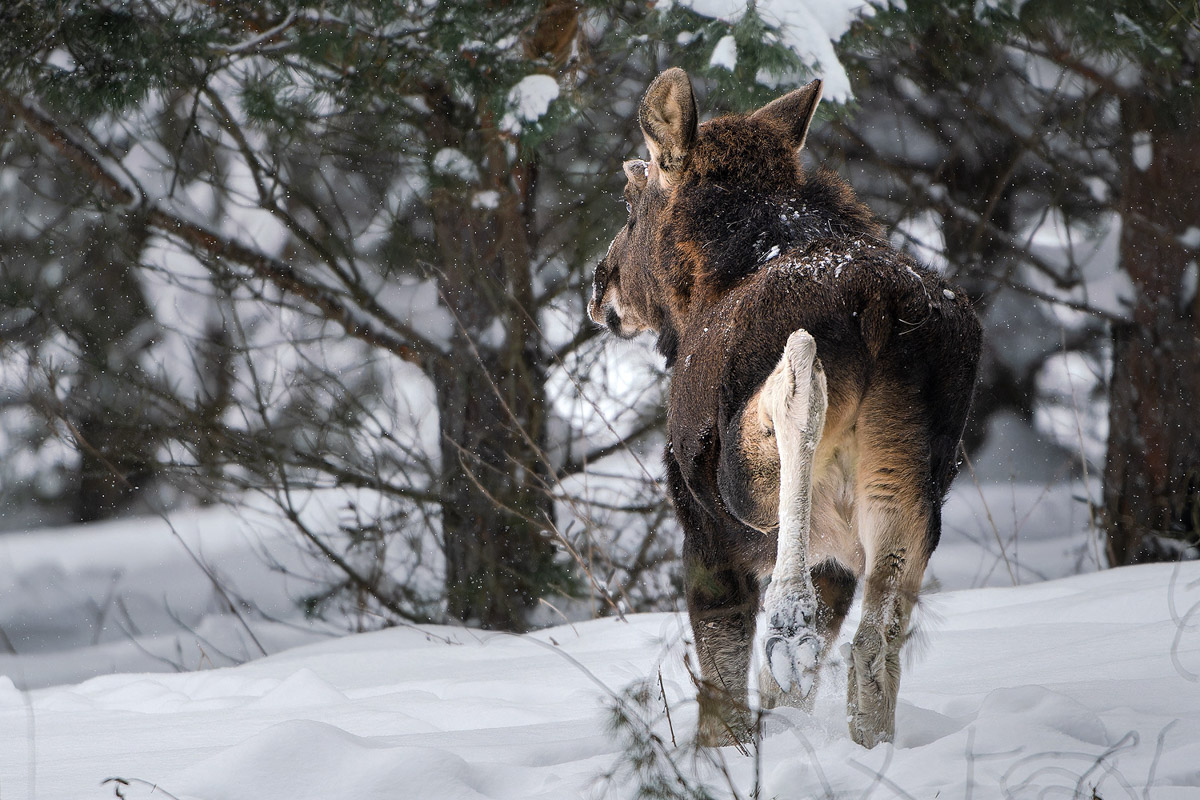 Владимирские фотоохотники не теряют времени зря. С объективом в руках они бродят по заснеженным паркам, городским улочкам и лесным тропам, чтобы порадовать своих подписчиков забавными снимками зверушек в их естественной среде обитания. «Ключ-Медиа» собрал самые интересные кадры.