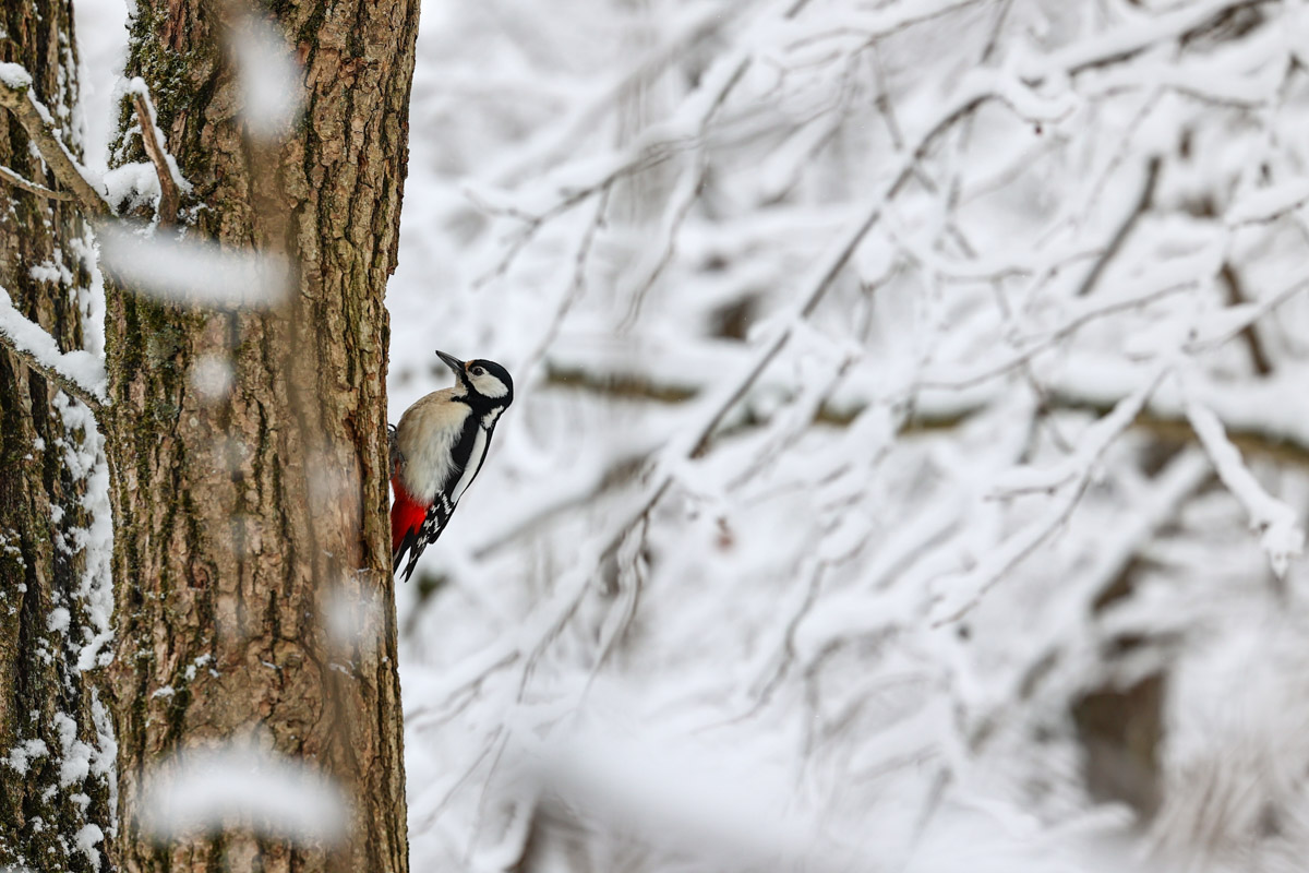 Владимирские фотоохотники не теряют времени зря. С объективом в руках они бродят по заснеженным паркам, городским улочкам и лесным тропам, чтобы порадовать своих подписчиков забавными снимками зверушек в их естественной среде обитания. «Ключ-Медиа» собрал самые интересные кадры.