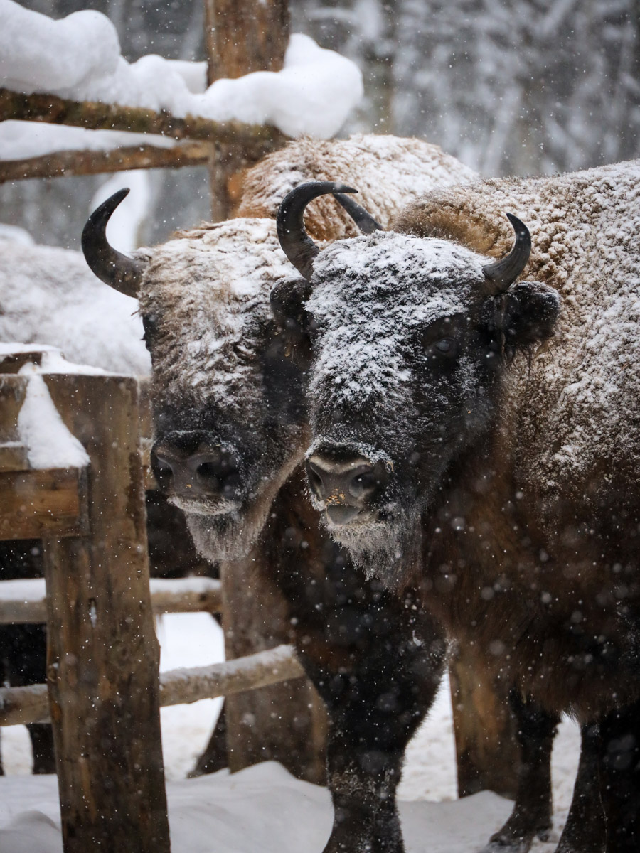 Владимирские фотоохотники не теряют времени зря. С объективом в руках они бродят по заснеженным паркам, городским улочкам и лесным тропам, чтобы порадовать своих подписчиков забавными снимками зверушек в их естественной среде обитания. «Ключ-Медиа» собрал самые интересные кадры.