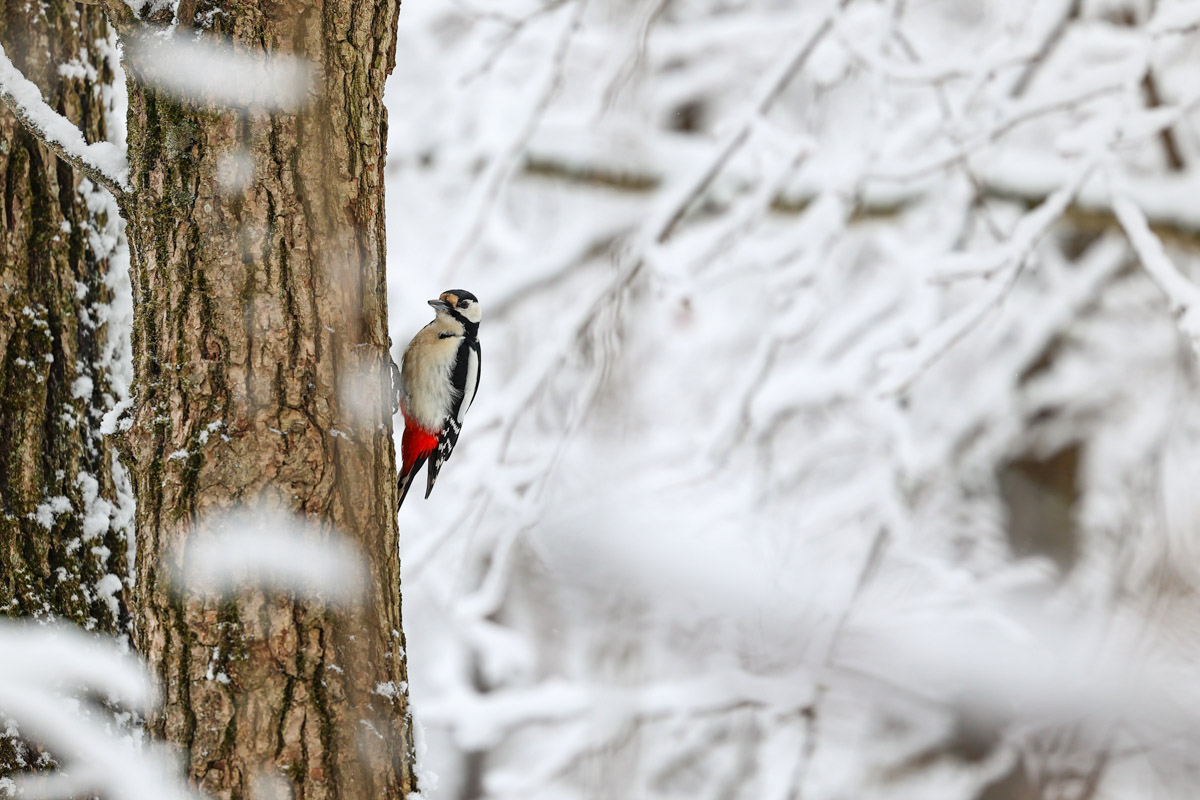 Владимирские фотоохотники не теряют времени зря. С объективом в руках они бродят по заснеженным паркам, городским улочкам и лесным тропам, чтобы порадовать своих подписчиков забавными снимками зверушек в их естественной среде обитания. «Ключ-Медиа» собрал самые интересные кадры.