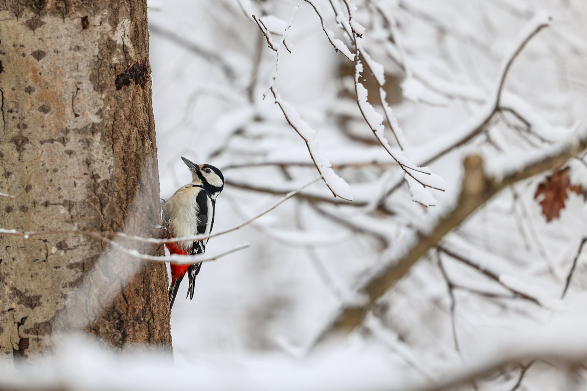 Владимирские фотоохотники не теряют времени зря. С объективом в руках они бродят по заснеженным паркам, городским улочкам и лесным тропам, чтобы порадовать своих подписчиков забавными снимками зверушек в их естественной среде обитания. «Ключ-Медиа» собрал самые интересные кадры.