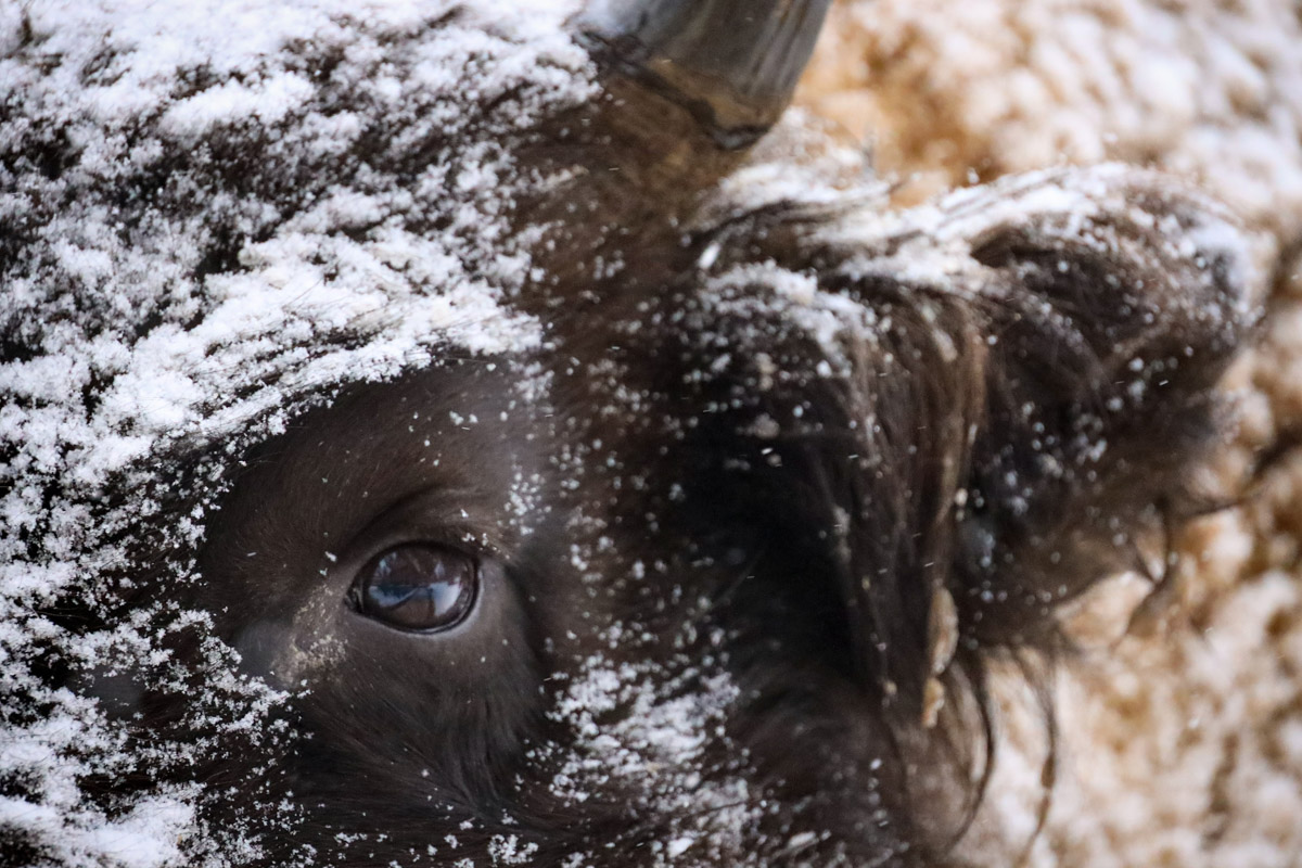 Владимирские фотоохотники не теряют времени зря. С объективом в руках они бродят по заснеженным паркам, городским улочкам и лесным тропам, чтобы порадовать своих подписчиков забавными снимками зверушек в их естественной среде обитания. «Ключ-Медиа» собрал самые интересные кадры.