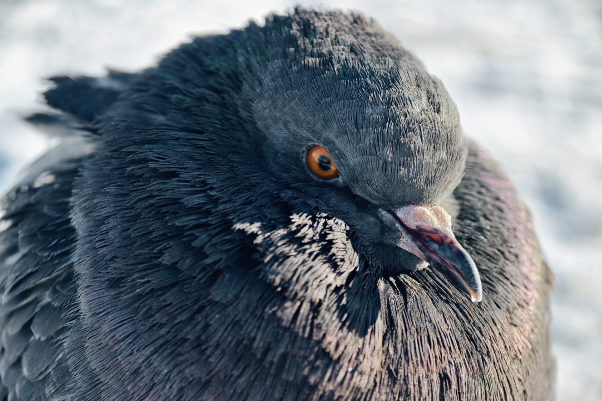 Владимирские фотоохотники не теряют времени зря. С объективом в руках они бродят по заснеженным паркам, городским улочкам и лесным тропам, чтобы порадовать своих подписчиков забавными снимками зверушек в их естественной среде обитания. «Ключ-Медиа» собрал самые интересные кадры.