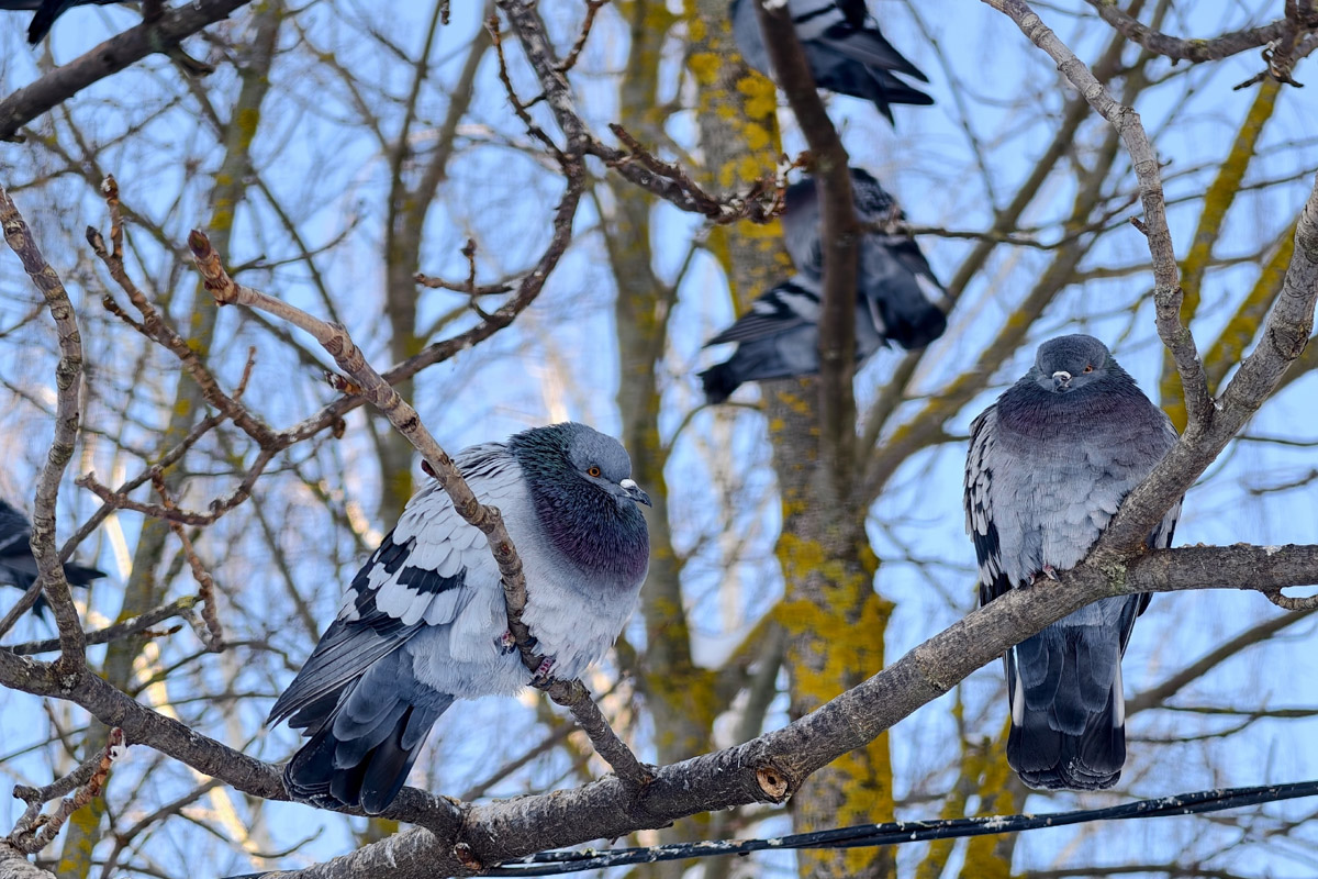 Владимирские фотоохотники не теряют времени зря. С объективом в руках они бродят по заснеженным паркам, городским улочкам и лесным тропам, чтобы порадовать своих подписчиков забавными снимками зверушек в их естественной среде обитания. «Ключ-Медиа» собрал самые интересные кадры.
