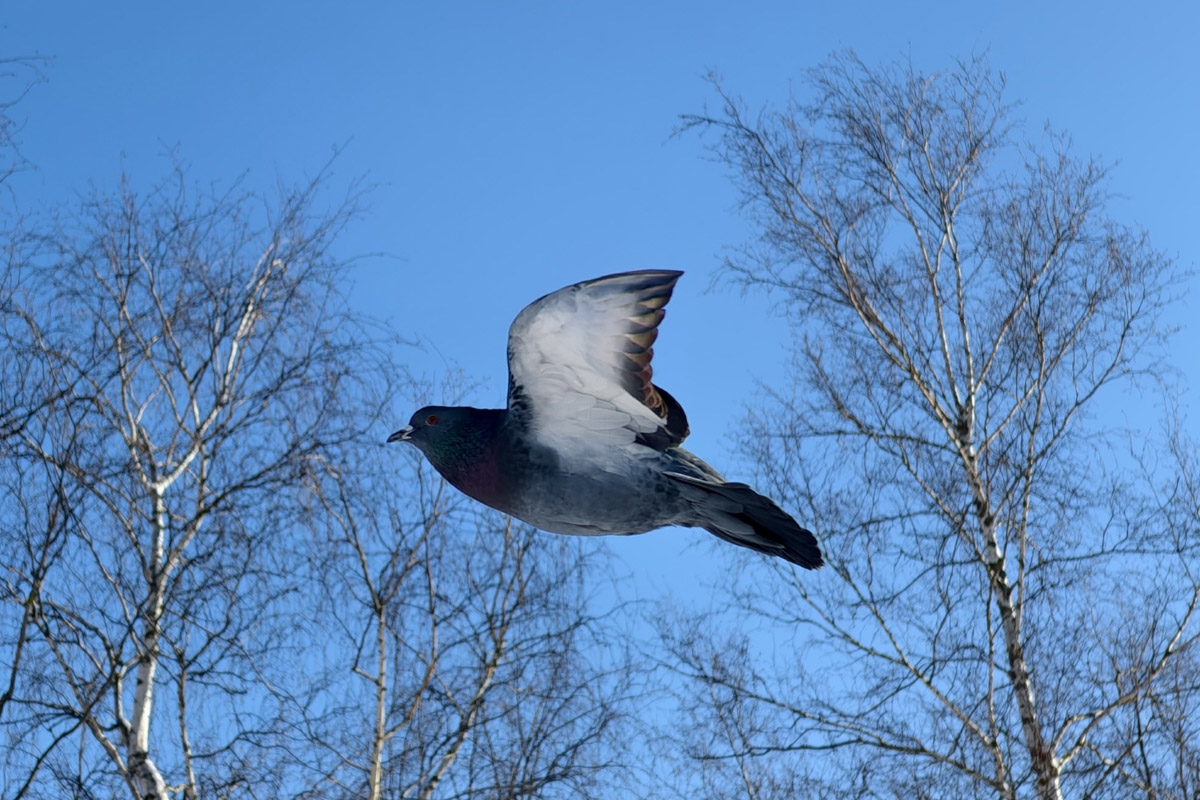 Владимирские фотоохотники не теряют времени зря. С объективом в руках они бродят по заснеженным паркам, городским улочкам и лесным тропам, чтобы порадовать своих подписчиков забавными снимками зверушек в их естественной среде обитания. «Ключ-Медиа» собрал самые интересные кадры.