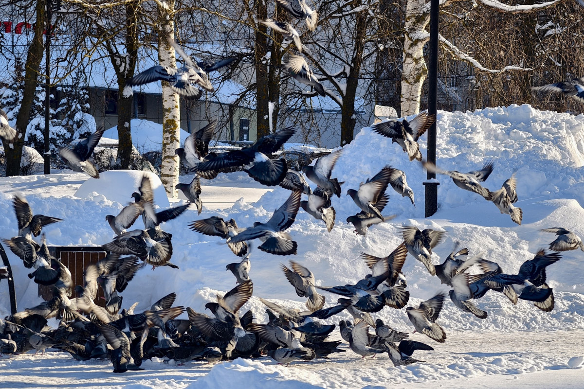 Владимирские фотоохотники не теряют времени зря. С объективом в руках они бродят по заснеженным паркам, городским улочкам и лесным тропам, чтобы порадовать своих подписчиков забавными снимками зверушек в их естественной среде обитания. «Ключ-Медиа» собрал самые интересные кадры.