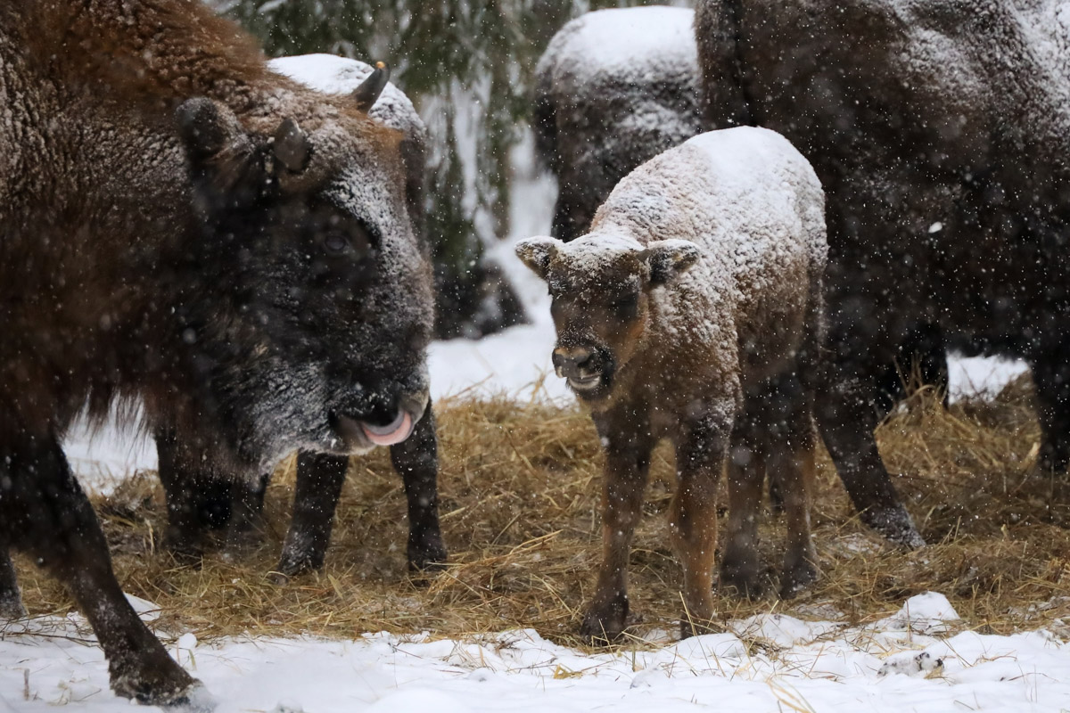 Владимирские фотоохотники не теряют времени зря. С объективом в руках они бродят по заснеженным паркам, городским улочкам и лесным тропам, чтобы порадовать своих подписчиков забавными снимками зверушек в их естественной среде обитания. «Ключ-Медиа» собрал самые интересные кадры.