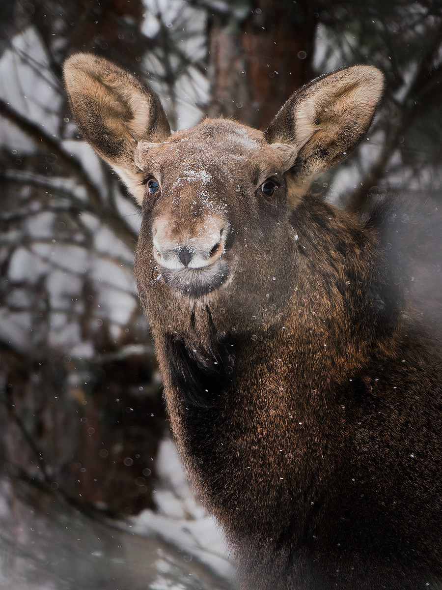 Владимирские фотоохотники не теряют времени зря. С объективом в руках они бродят по заснеженным паркам, городским улочкам и лесным тропам, чтобы порадовать своих подписчиков забавными снимками зверушек в их естественной среде обитания. «Ключ-Медиа» собрал самые интересные кадры.