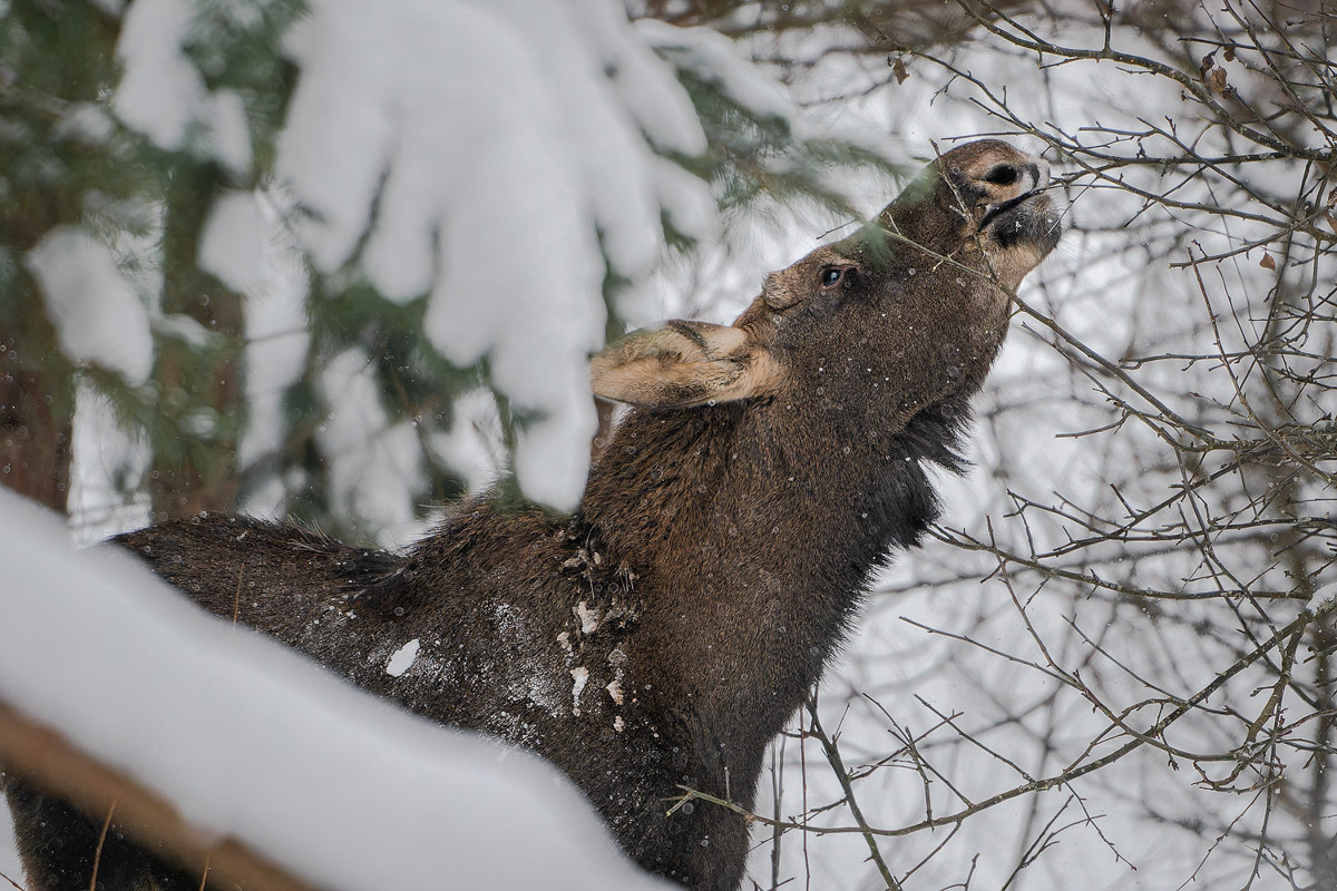 Владимирские фотоохотники не теряют времени зря. С объективом в руках они бродят по заснеженным паркам, городским улочкам и лесным тропам, чтобы порадовать своих подписчиков забавными снимками зверушек в их естественной среде обитания. «Ключ-Медиа» собрал самые интересные кадры.
