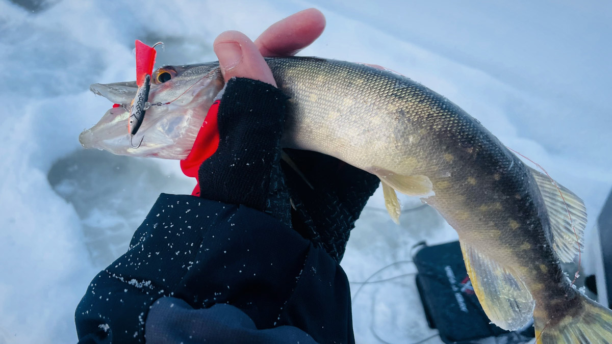 Рыбаки 33-го региона подводят итоги сезона твердой воды. В отличие от прошлого года, на сей раз водоемы Владимирской области трофейными судаками и щуками не порадовали. Сначала долго не мог встать лед, потом закружили метели и ударили морозы. «Ключ-Медиа» узнал, как погода повлияла на клев и попались ли на удочку любителям зимней ловли стоящие экземпляры.