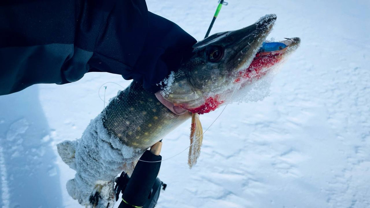 Рыбаки 33-го региона подводят итоги сезона твердой воды. В отличие от прошлого года, на сей раз водоемы Владимирской области трофейными судаками и щуками не порадовали. Сначала долго не мог встать лед, потом закружили метели и ударили морозы. «Ключ-Медиа» узнал, как погода повлияла на клев и попались ли на удочку любителям зимней ловли стоящие экземпляры.
