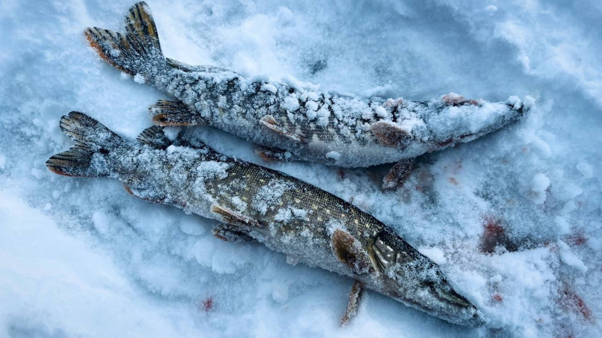 Рыбаки 33-го региона подводят итоги сезона твердой воды. В отличие от прошлого года, на сей раз водоемы Владимирской области трофейными судаками и щуками не порадовали. Сначала долго не мог встать лед, потом закружили метели и ударили морозы. «Ключ-Медиа» узнал, как погода повлияла на клев и попались ли на удочку любителям зимней ловли стоящие экземпляры.