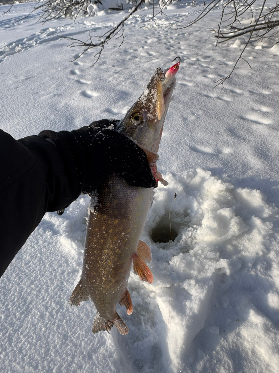 Рыбаки 33-го региона подводят итоги сезона твердой воды. В отличие от прошлого года, на сей раз водоемы Владимирской области трофейными судаками и щуками не порадовали. Сначала долго не мог встать лед, потом закружили метели и ударили морозы. «Ключ-Медиа» узнал, как погода повлияла на клев и попались ли на удочку любителям зимней ловли стоящие экземпляры.