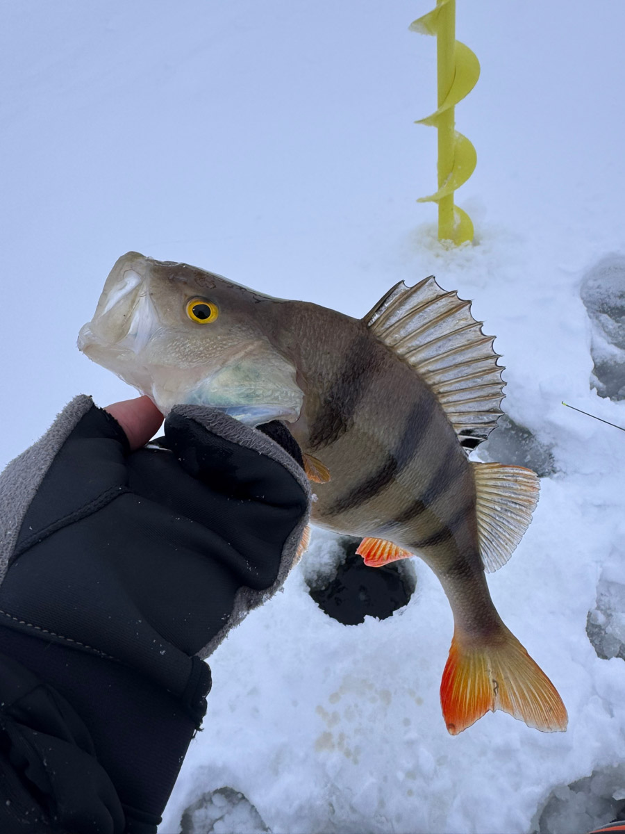 Рыбаки 33-го региона подводят итоги сезона твердой воды. В отличие от прошлого года, на сей раз водоемы Владимирской области трофейными судаками и щуками не порадовали. Сначала долго не мог встать лед, потом закружили метели и ударили морозы. «Ключ-Медиа» узнал, как погода повлияла на клев и попались ли на удочку любителям зимней ловли стоящие экземпляры.