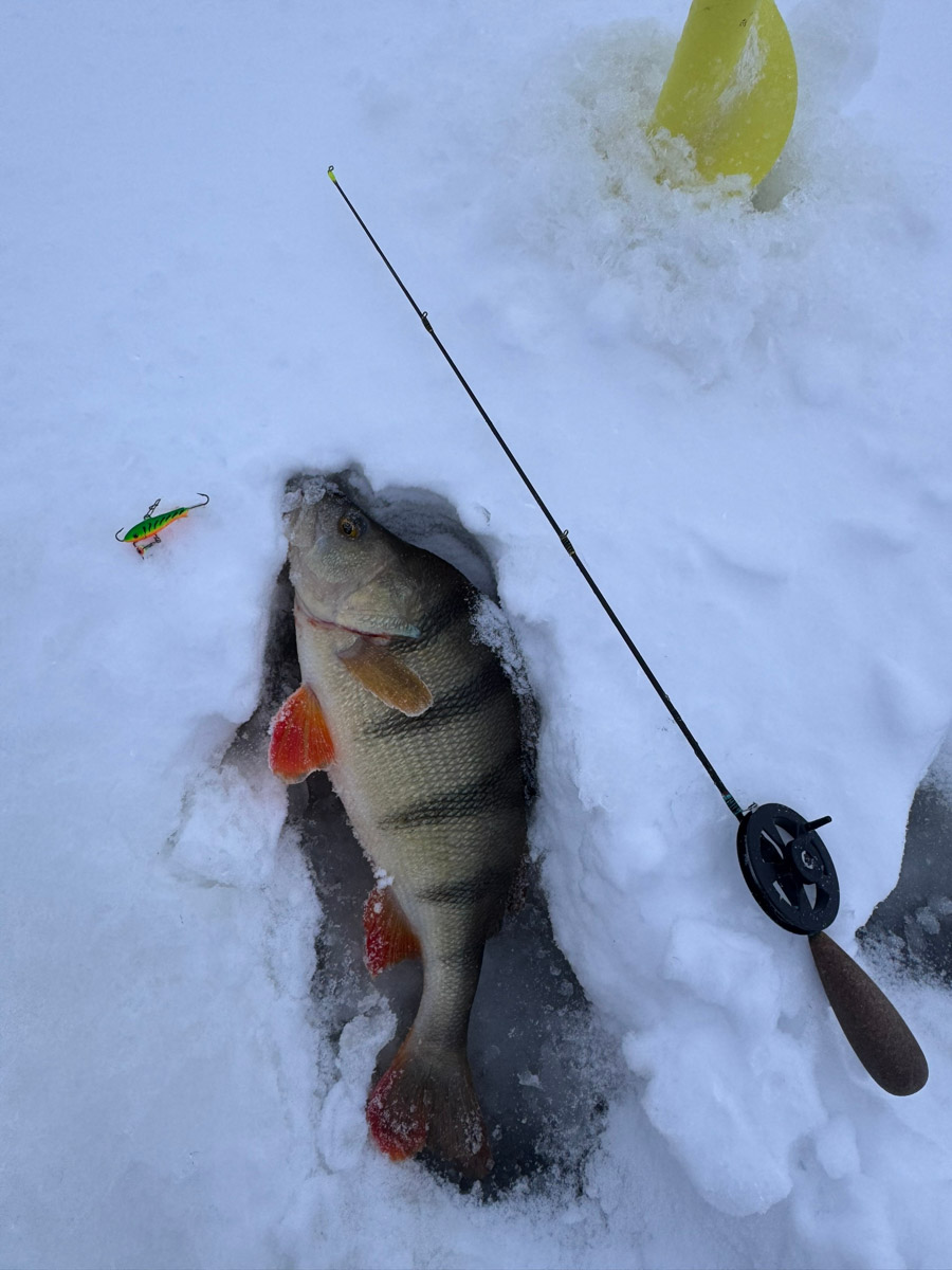 Рыбаки 33-го региона подводят итоги сезона твердой воды. В отличие от прошлого года, на сей раз водоемы Владимирской области трофейными судаками и щуками не порадовали. Сначала долго не мог встать лед, потом закружили метели и ударили морозы. «Ключ-Медиа» узнал, как погода повлияла на клев и попались ли на удочку любителям зимней ловли стоящие экземпляры.