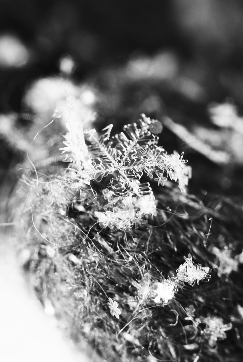 С ноября по март мы лицезреем из окна черно-белую картинку. От нее легко устать, однако фотографы готовы доказать: в монохроме есть свое очарование! «Ключ-Медиа» собрал интересные кадры местных мастеров, умеющих найти красоту в серых буднях.