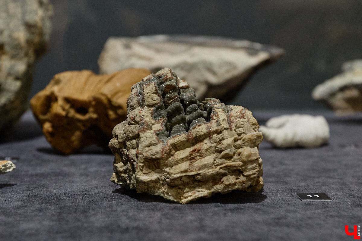 Владимирцам выпал уникальный шанс окунуться в далекое прошлое, за сотни миллионов лет до появления на земле человека. Машина времени работает в Музее природы, где представлены более 220 удивительных находок из каменноугольного, пермского, юрского и мелового периодов, многие из которых обнаружены на территории региона. Именно они послужили образованию известняка — символа владимиро-суздальского белокаменного зодчества.