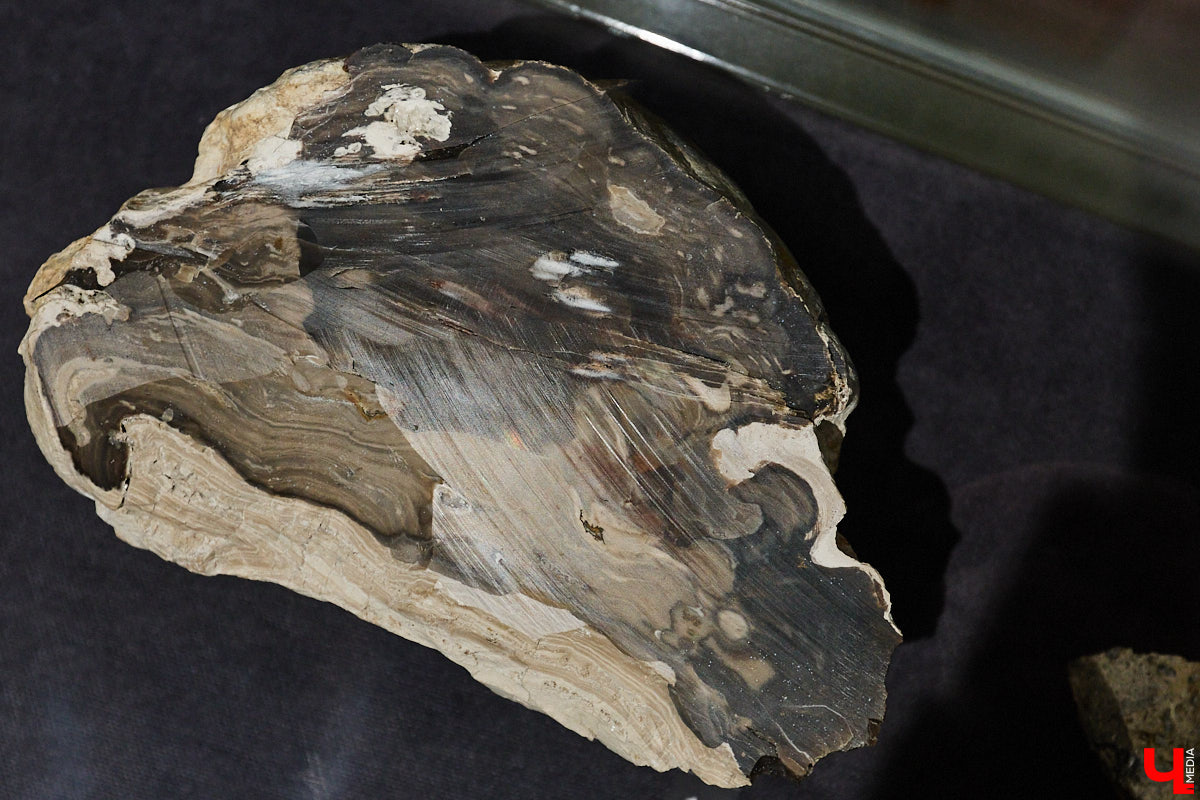 Владимирцам выпал уникальный шанс окунуться в далекое прошлое, за сотни миллионов лет до появления на земле человека. Машина времени работает в Музее природы, где представлены более 220 удивительных находок из каменноугольного, пермского, юрского и мелового периодов, многие из которых обнаружены на территории региона. Именно они послужили образованию известняка — символа владимиро-суздальского белокаменного зодчества.