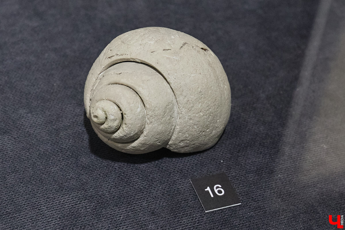 Владимирцам выпал уникальный шанс окунуться в далекое прошлое, за сотни миллионов лет до появления на земле человека. Машина времени работает в Музее природы, где представлены более 220 удивительных находок из каменноугольного, пермского, юрского и мелового периодов, многие из которых обнаружены на территории региона. Именно они послужили образованию известняка — символа владимиро-суздальского белокаменного зодчества.