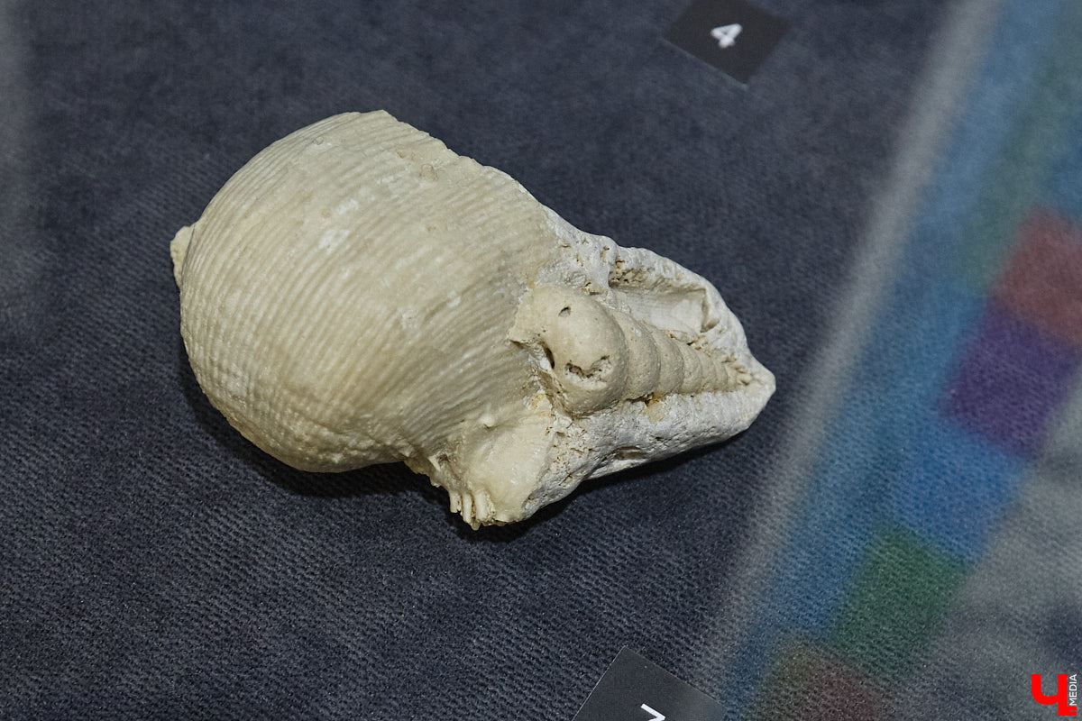 Владимирцам выпал уникальный шанс окунуться в далекое прошлое, за сотни миллионов лет до появления на земле человека. Машина времени работает в Музее природы, где представлены более 220 удивительных находок из каменноугольного, пермского, юрского и мелового периодов, многие из которых обнаружены на территории региона. Именно они послужили образованию известняка — символа владимиро-суздальского белокаменного зодчества.