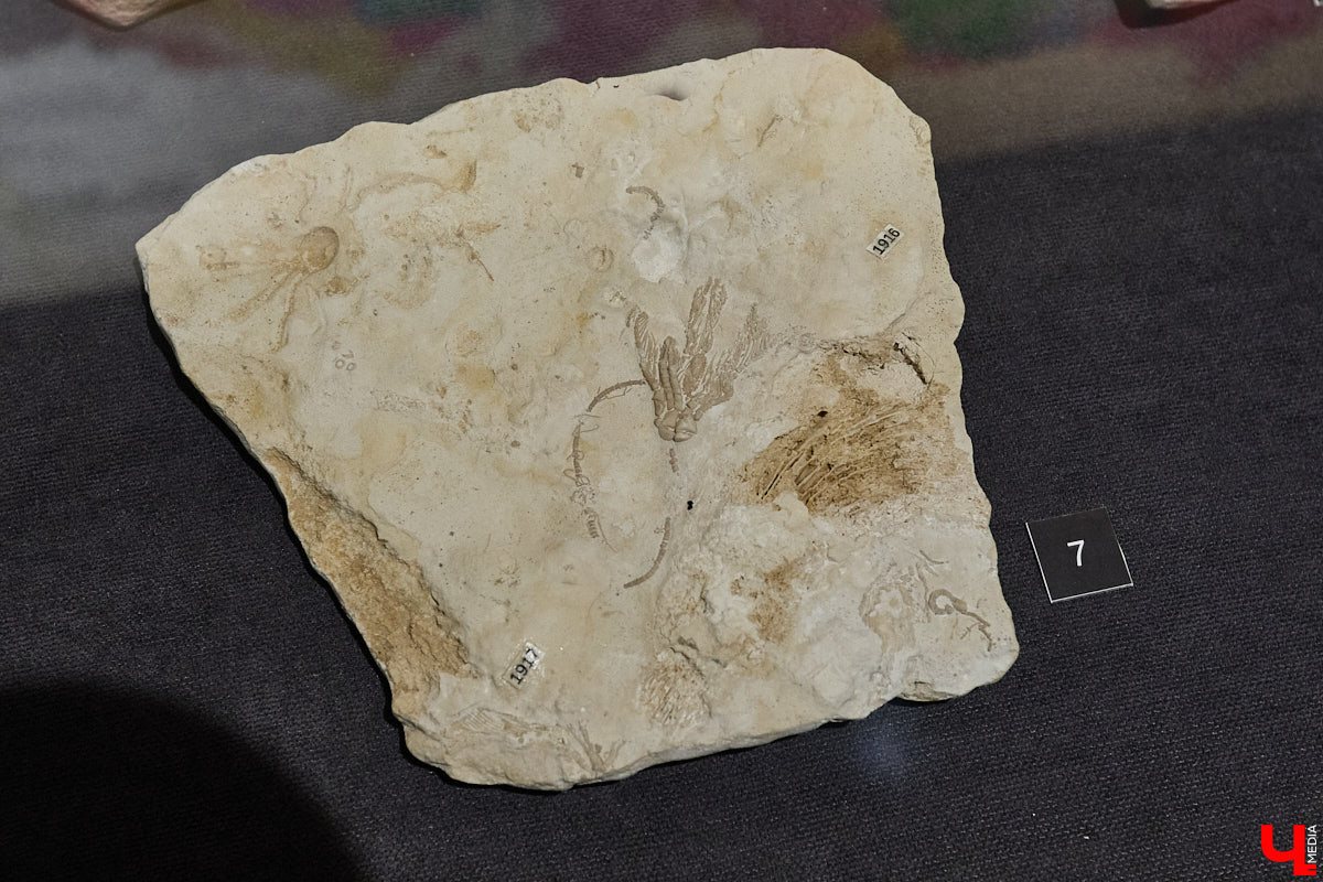 Владимирцам выпал уникальный шанс окунуться в далекое прошлое, за сотни миллионов лет до появления на земле человека. Машина времени работает в Музее природы, где представлены более 220 удивительных находок из каменноугольного, пермского, юрского и мелового периодов, многие из которых обнаружены на территории региона. Именно они послужили образованию известняка — символа владимиро-суздальского белокаменного зодчества.