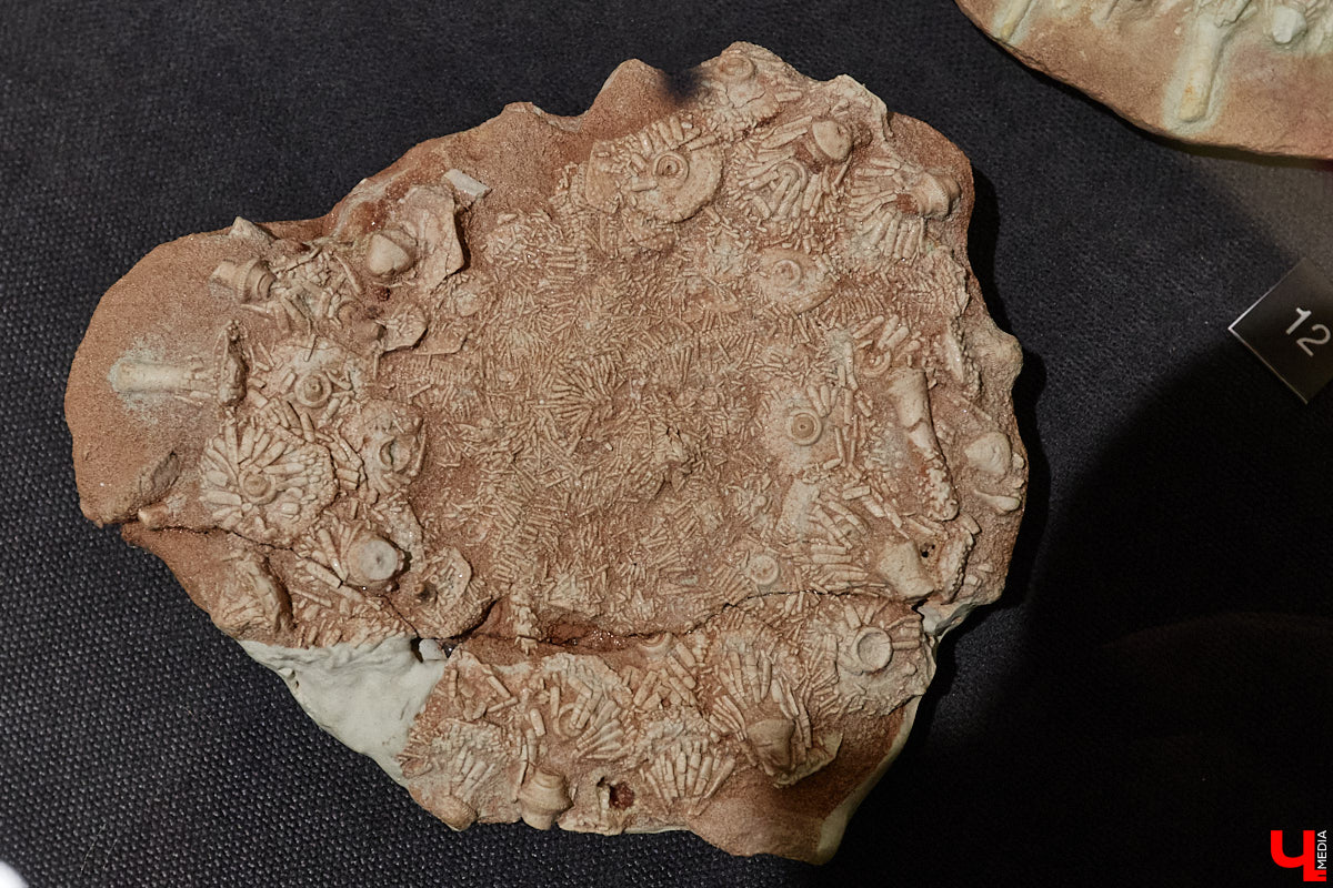 Владимирцам выпал уникальный шанс окунуться в далекое прошлое, за сотни миллионов лет до появления на земле человека. Машина времени работает в Музее природы, где представлены более 220 удивительных находок из каменноугольного, пермского, юрского и мелового периодов, многие из которых обнаружены на территории региона. Именно они послужили образованию известняка — символа владимиро-суздальского белокаменного зодчества.