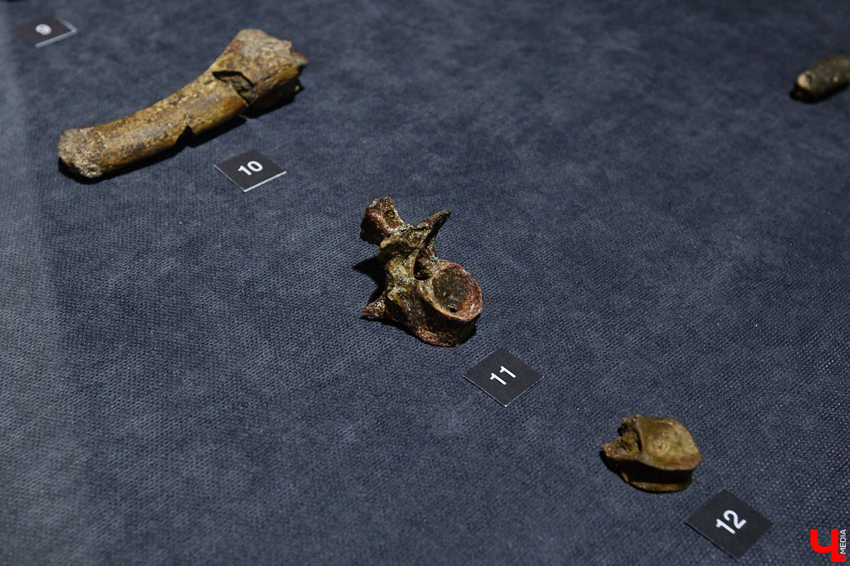 Владимирцам выпал уникальный шанс окунуться в далекое прошлое, за сотни миллионов лет до появления на земле человека. Машина времени работает в Музее природы, где представлены более 220 удивительных находок из каменноугольного, пермского, юрского и мелового периодов, многие из которых обнаружены на территории региона. Именно они послужили образованию известняка — символа владимиро-суздальского белокаменного зодчества.