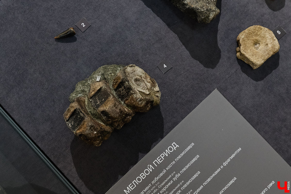 Владимирцам выпал уникальный шанс окунуться в далекое прошлое, за сотни миллионов лет до появления на земле человека. Машина времени работает в Музее природы, где представлены более 220 удивительных находок из каменноугольного, пермского, юрского и мелового периодов, многие из которых обнаружены на территории региона. Именно они послужили образованию известняка — символа владимиро-суздальского белокаменного зодчества.