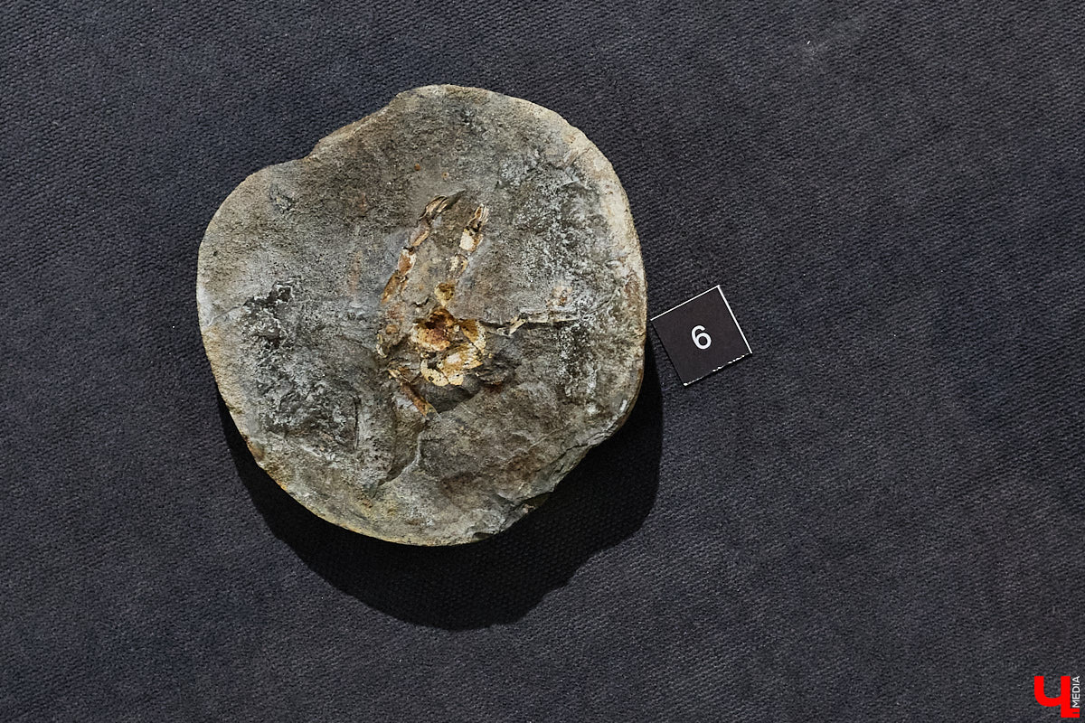 Владимирцам выпал уникальный шанс окунуться в далекое прошлое, за сотни миллионов лет до появления на земле человека. Машина времени работает в Музее природы, где представлены более 220 удивительных находок из каменноугольного, пермского, юрского и мелового периодов, многие из которых обнаружены на территории региона. Именно они послужили образованию известняка — символа владимиро-суздальского белокаменного зодчества.