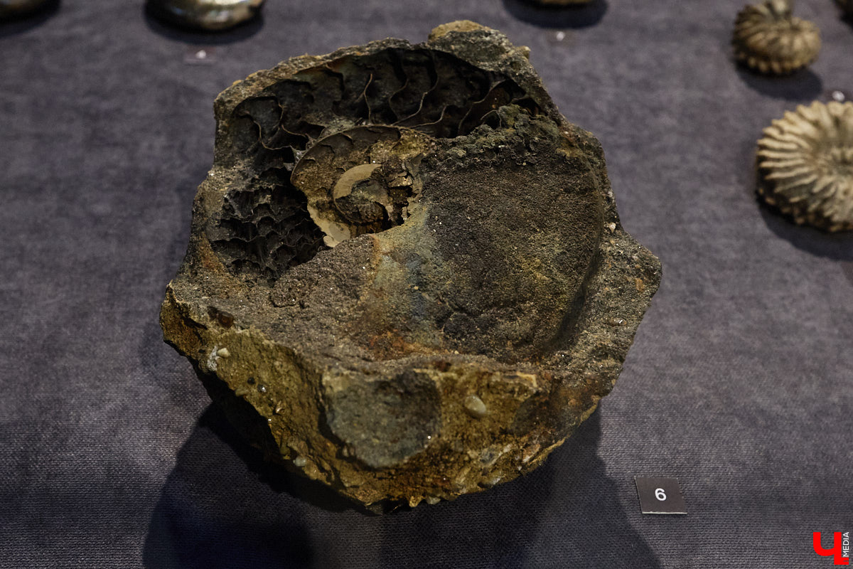 Владимирцам выпал уникальный шанс окунуться в далекое прошлое, за сотни миллионов лет до появления на земле человека. Машина времени работает в Музее природы, где представлены более 220 удивительных находок из каменноугольного, пермского, юрского и мелового периодов, многие из которых обнаружены на территории региона. Именно они послужили образованию известняка — символа владимиро-суздальского белокаменного зодчества.