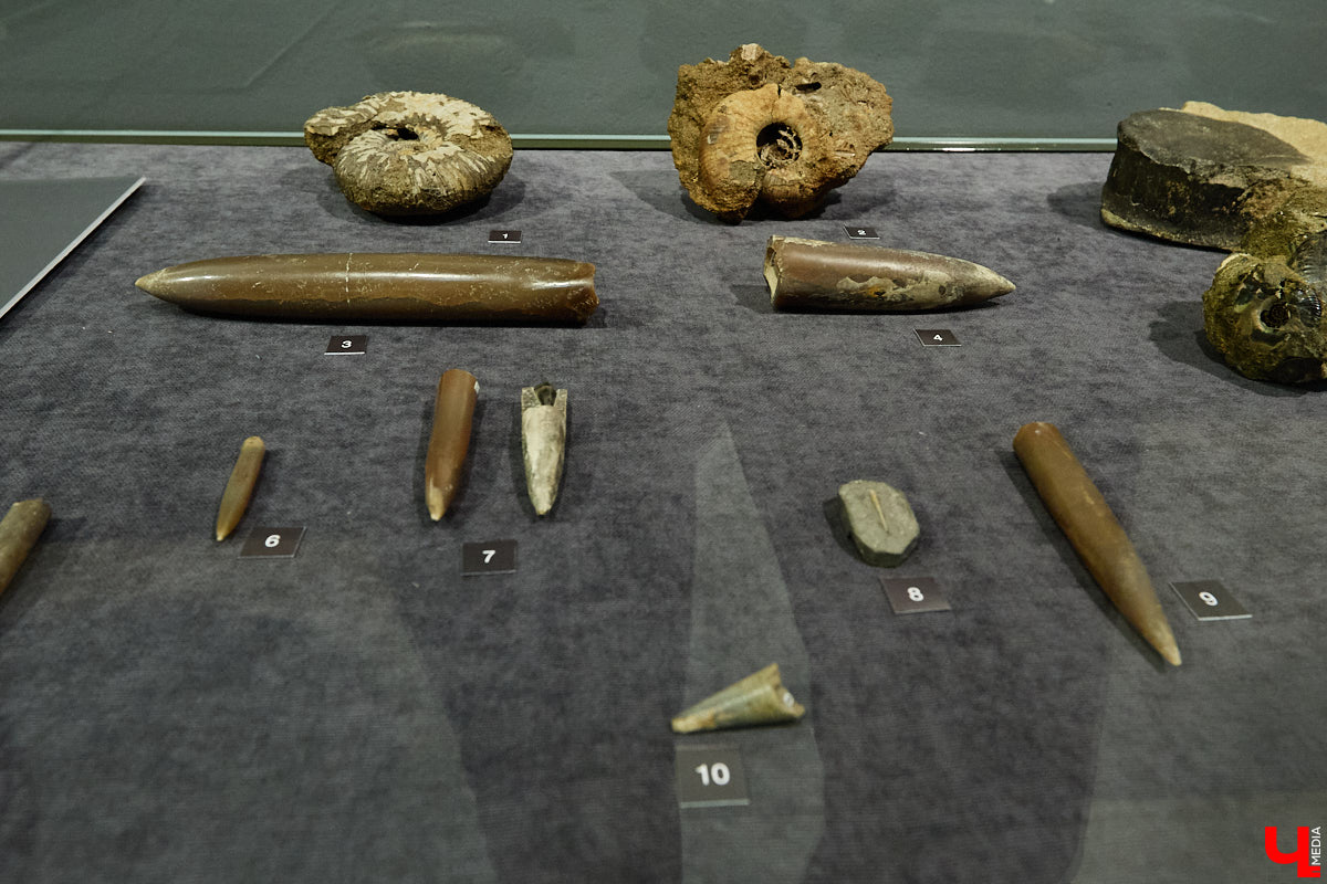 Владимирцам выпал уникальный шанс окунуться в далекое прошлое, за сотни миллионов лет до появления на земле человека. Машина времени работает в Музее природы, где представлены более 220 удивительных находок из каменноугольного, пермского, юрского и мелового периодов, многие из которых обнаружены на территории региона. Именно они послужили образованию известняка — символа владимиро-суздальского белокаменного зодчества.