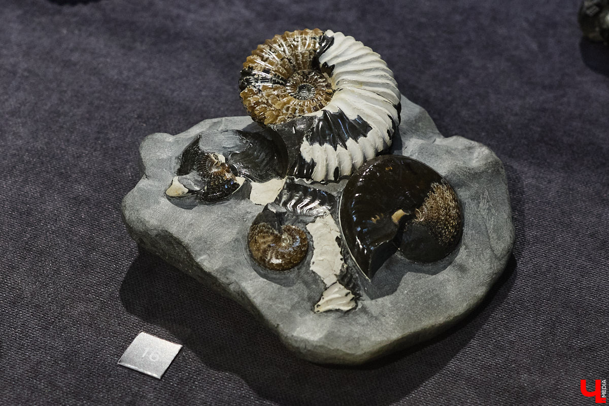 Владимирцам выпал уникальный шанс окунуться в далекое прошлое, за сотни миллионов лет до появления на земле человека. Машина времени работает в Музее природы, где представлены более 220 удивительных находок из каменноугольного, пермского, юрского и мелового периодов, многие из которых обнаружены на территории региона. Именно они послужили образованию известняка — символа владимиро-суздальского белокаменного зодчества.